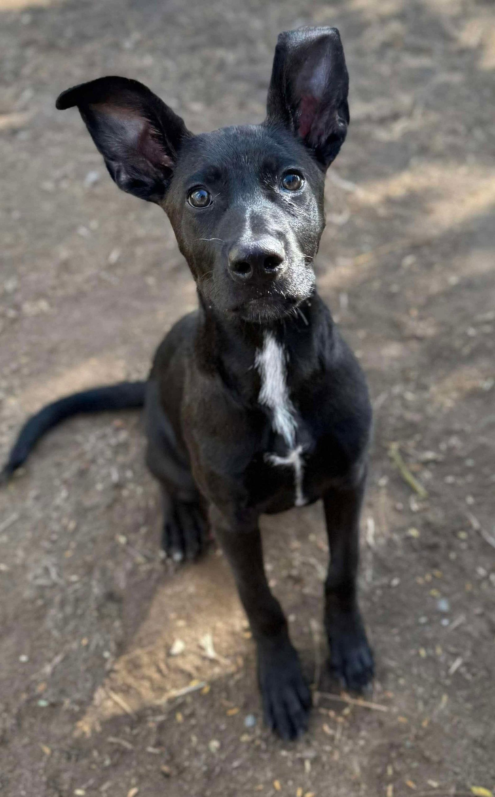 Enlarge Huey, a Adopted Retriever in Bothell, WA image 2/2