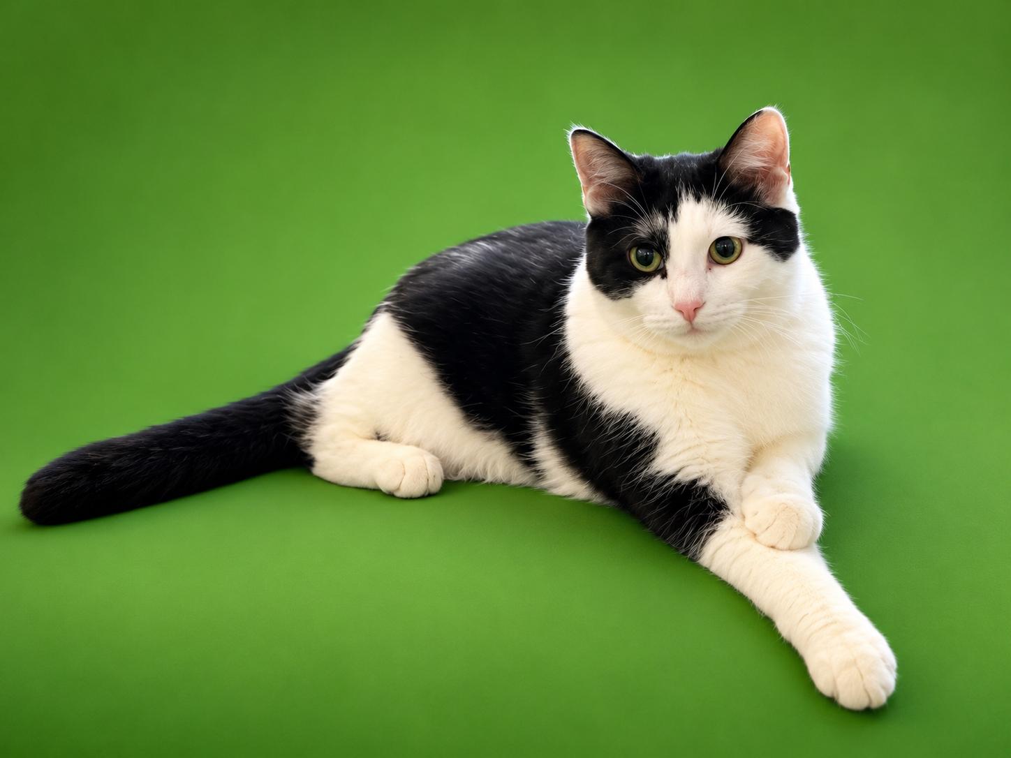Donatello (boy), Alessandra (Girl), Luciano (Boy), Vittoria (Girl), a Adoptable Domestic Short Hair in Columbus, OH image 3/6