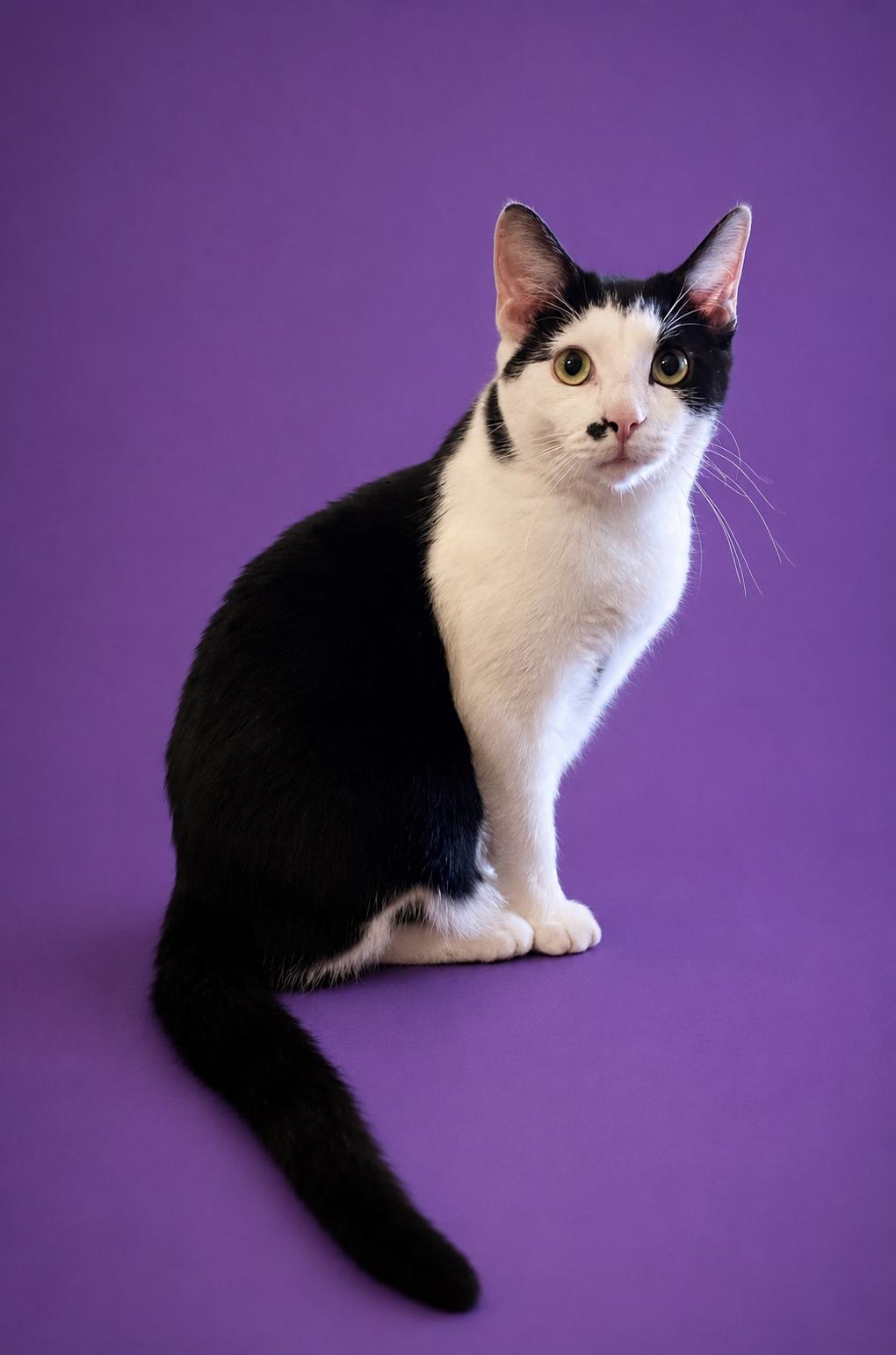 Donatello (boy), Alessandra (Girl), Luciano (Boy), Vittoria (Girl), a Adoptable Domestic Short Hair in Columbus, OH image 5/6