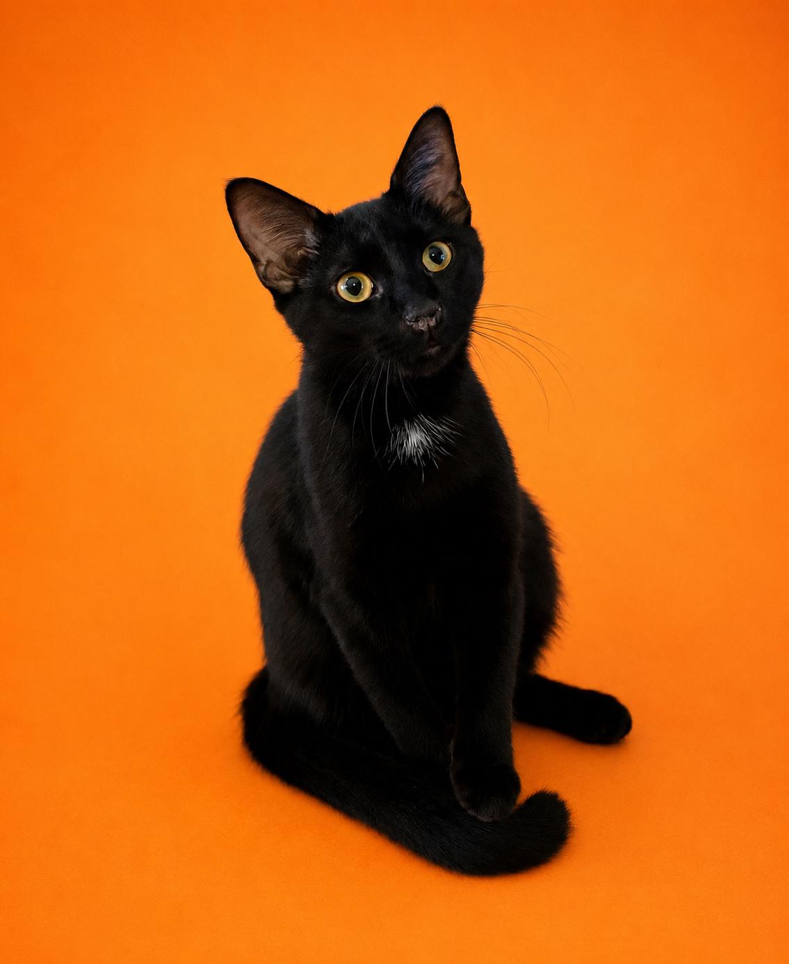 Donatello (boy), Alessandra (Girl), Luciano (Boy), Vittoria (Girl), a Adoptable Domestic Short Hair in Columbus, OH image 2/6