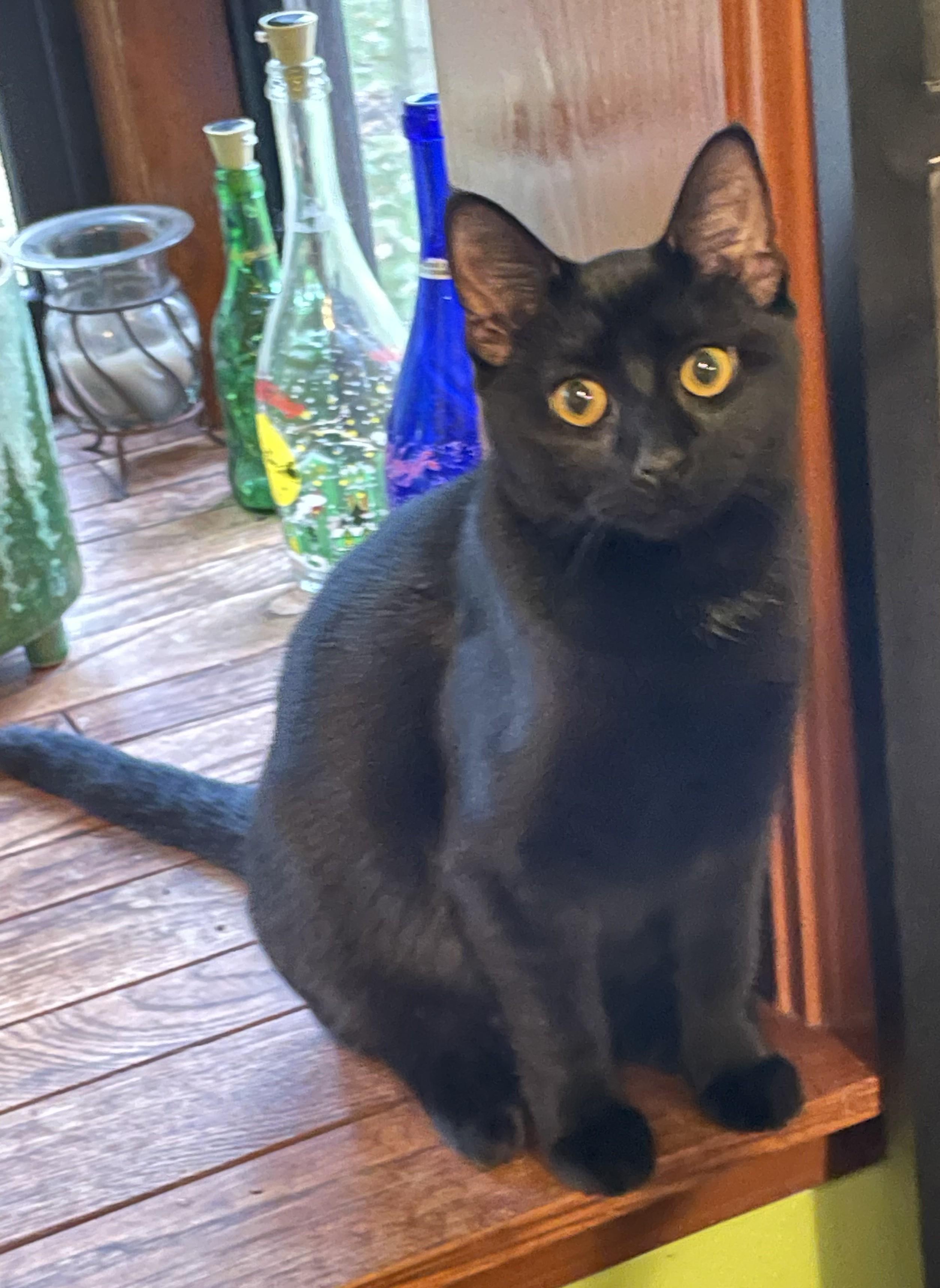 Enlarge Donatello (boy), Alessandra (Girl), Luciano (Boy), Vittoria (Girl), a Adoptable Domestic Short Hair in Columbus, OH image 2/6
