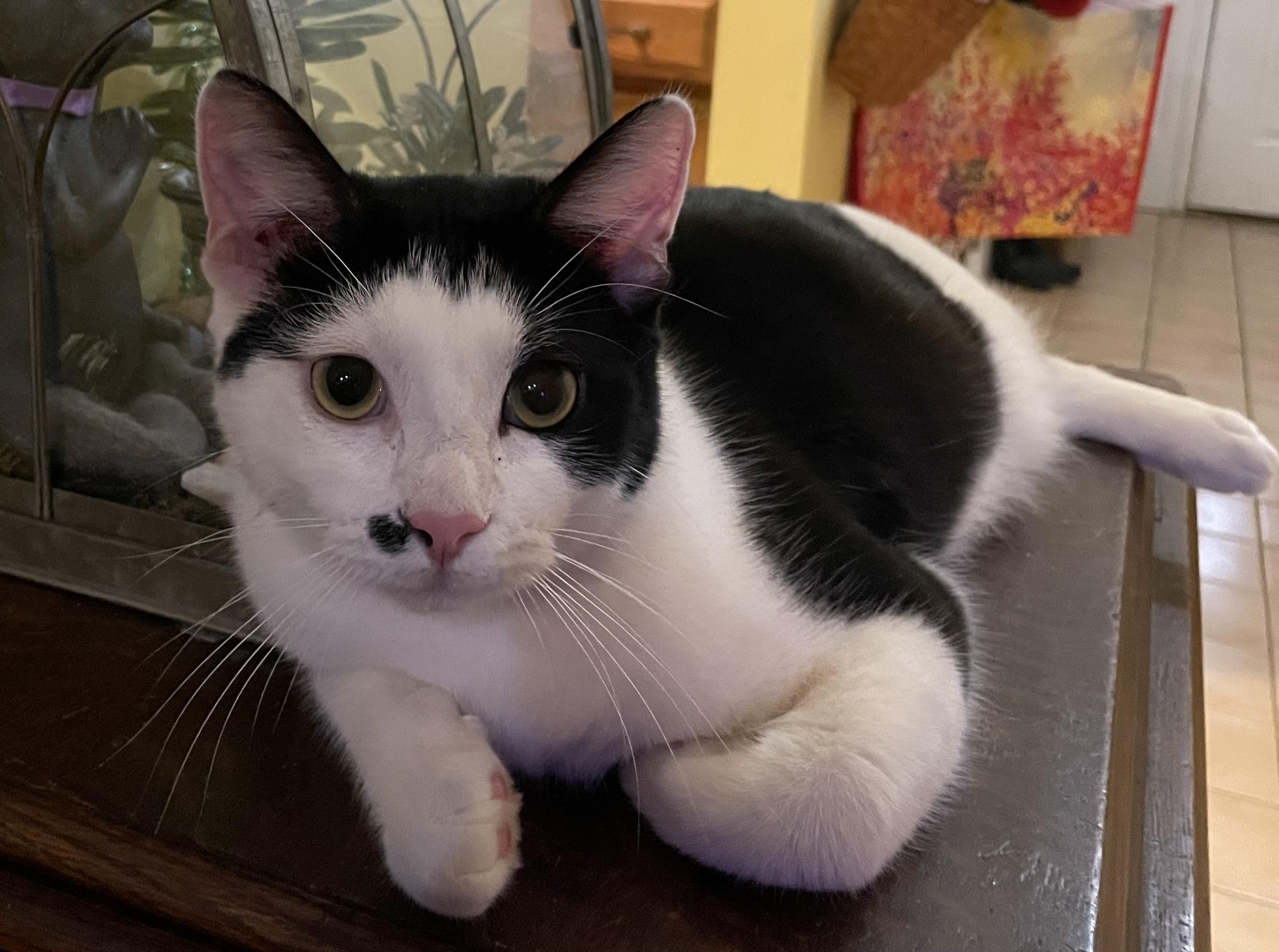 Enlarge Donatello (boy), Alessandra (Girl), Luciano (Boy), Vittoria (Girl), a Adoptable Domestic Short Hair in Columbus, OH image 3/6