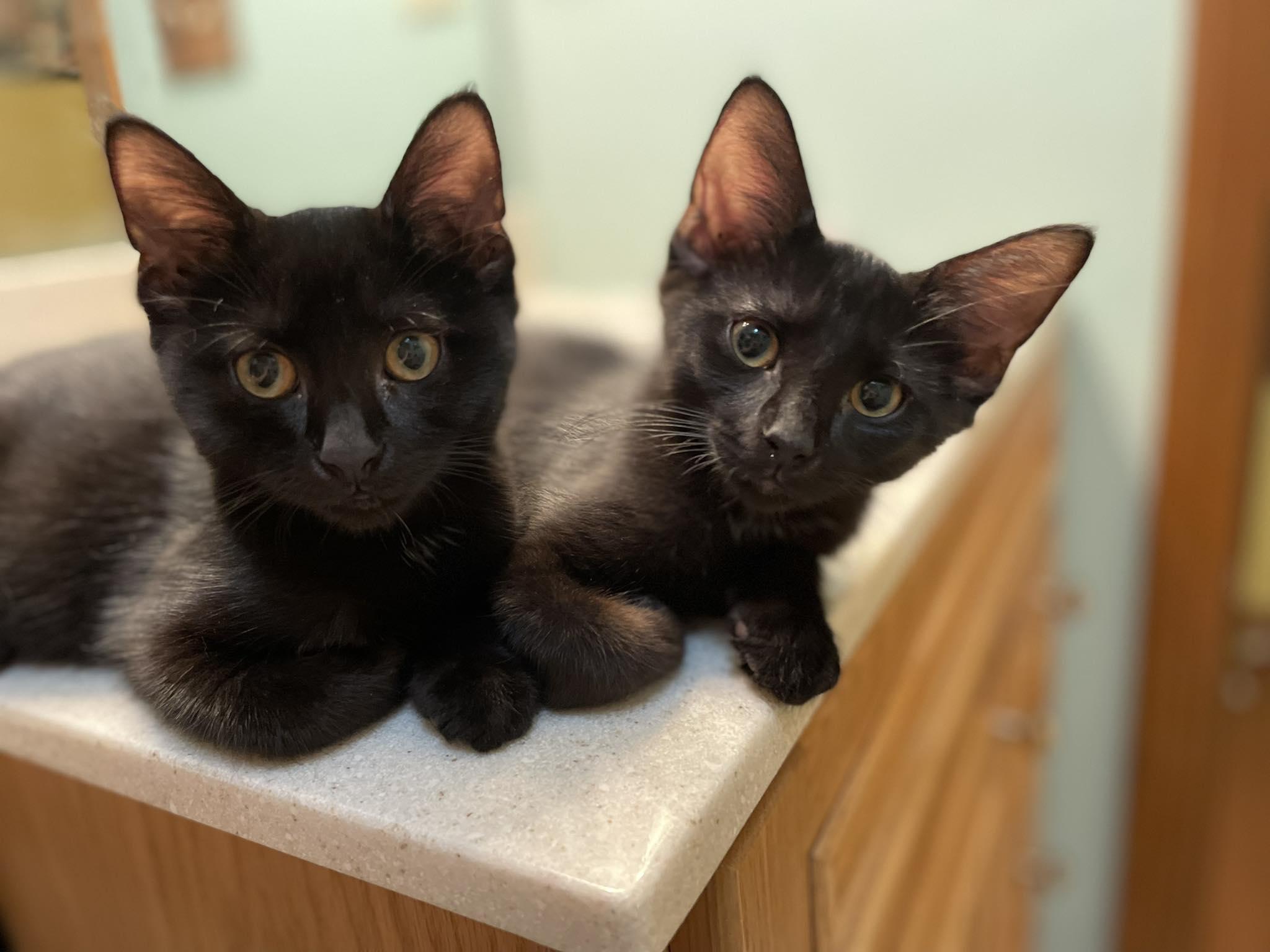 Enlarge Donatello (boy), Alessandra (Girl), Luciano (Boy), Vittoria (Girl), a Adoptable Domestic Short Hair in Columbus, OH image 4/6