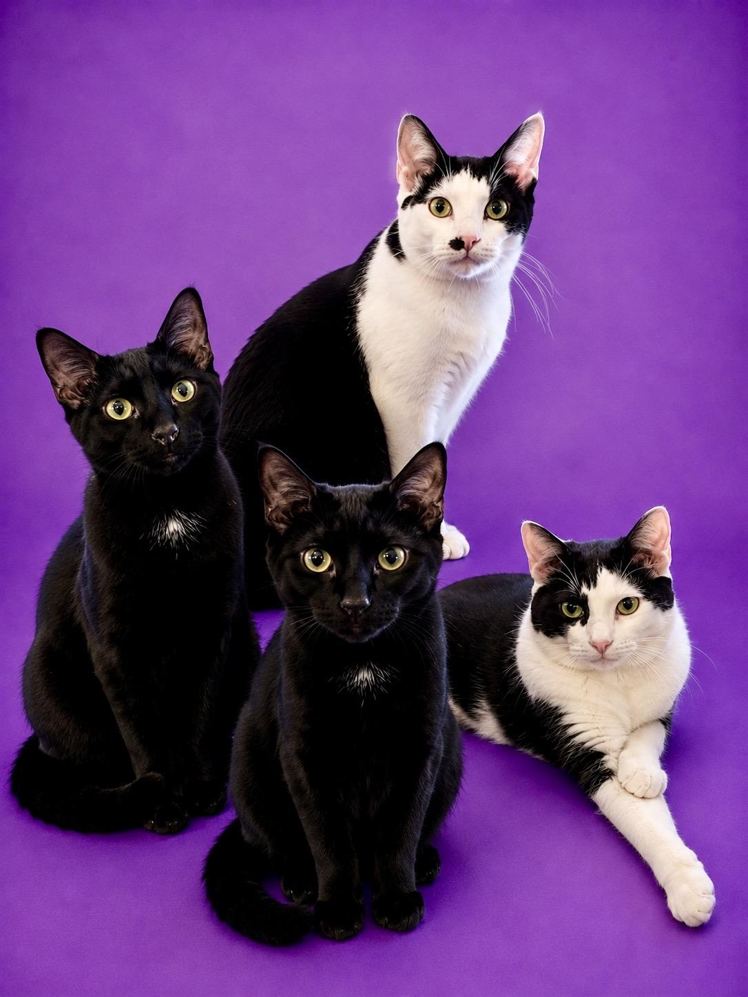 Donatello (boy), Alessandra (Girl), Luciano (Boy), Vittoria (Girl), Adoptable, Young Male Domestic Short Hair.