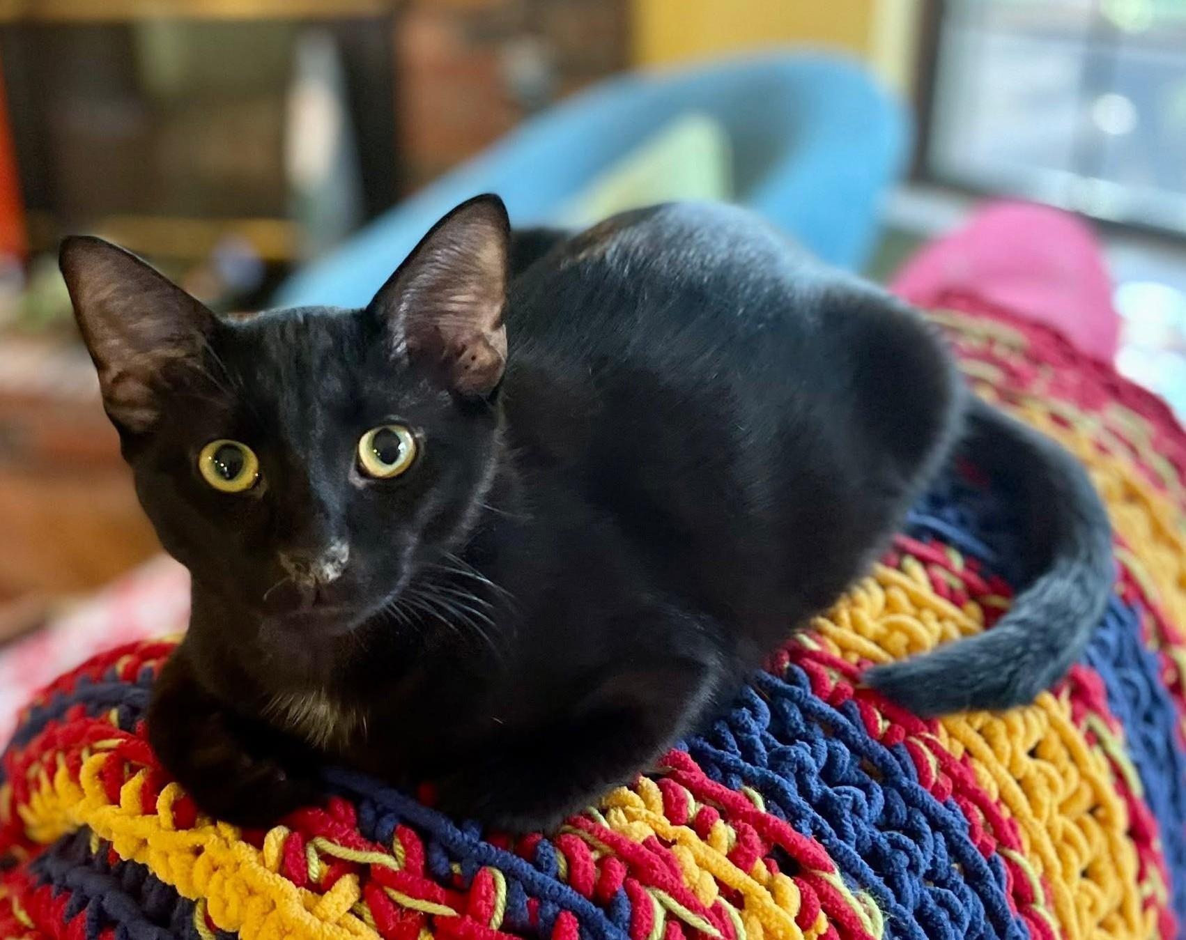 Enlarge Donatello (boy), Alessandra (Girl), Luciano (Boy), Vittoria (Girl), a Adoptable Domestic Short Hair in Columbus, OH image 5/6