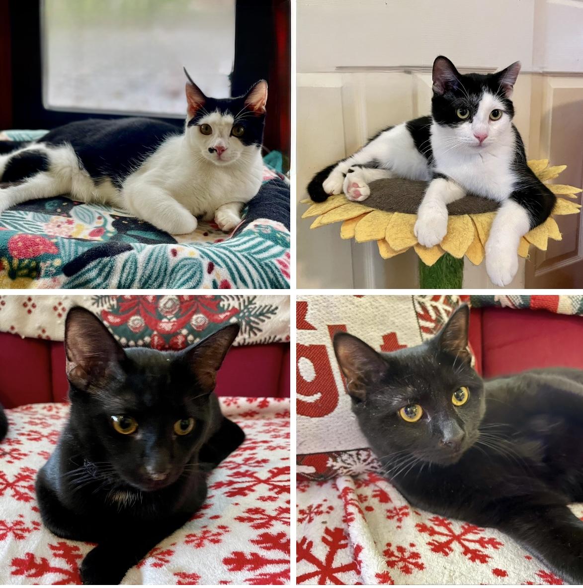 Enlarge Donatello (boy), Alessandra (Girl), Luciano (Boy), Vittoria (Girl), a Adoptable Domestic Short Hair in Columbus, OH image 1/6
