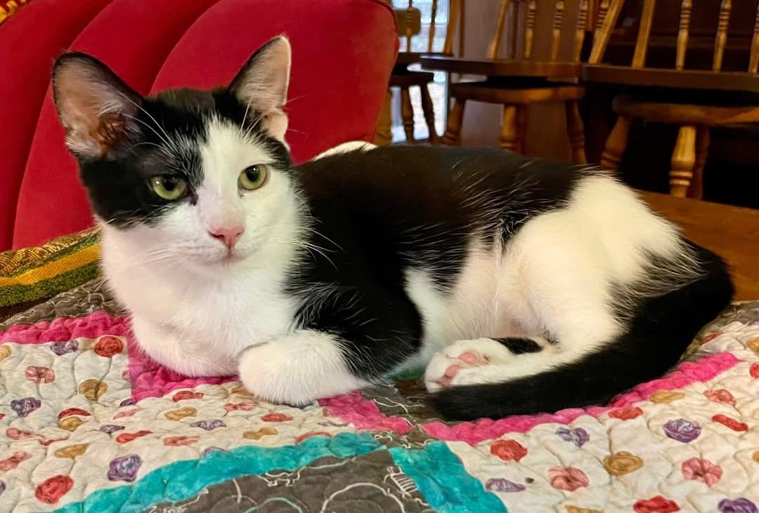Enlarge Donatello (boy), Alessandra (Girl), Luciano (Boy), Vittoria (Girl), a Adoptable Domestic Short Hair in Columbus, OH image 6/6