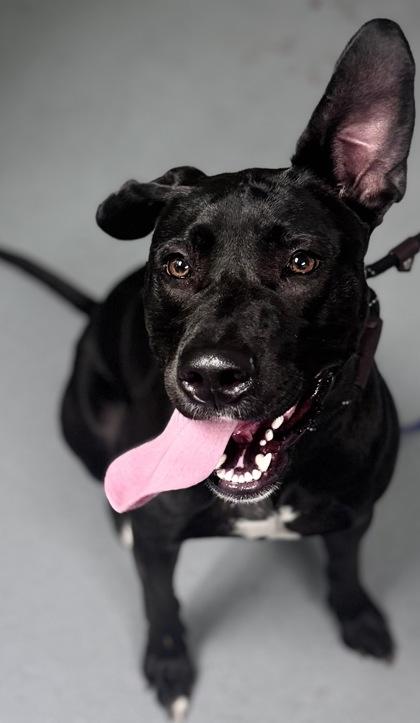 Jersey Shore - 2, Adoptable, Young Female Mixed Breed & Mixed Breed.