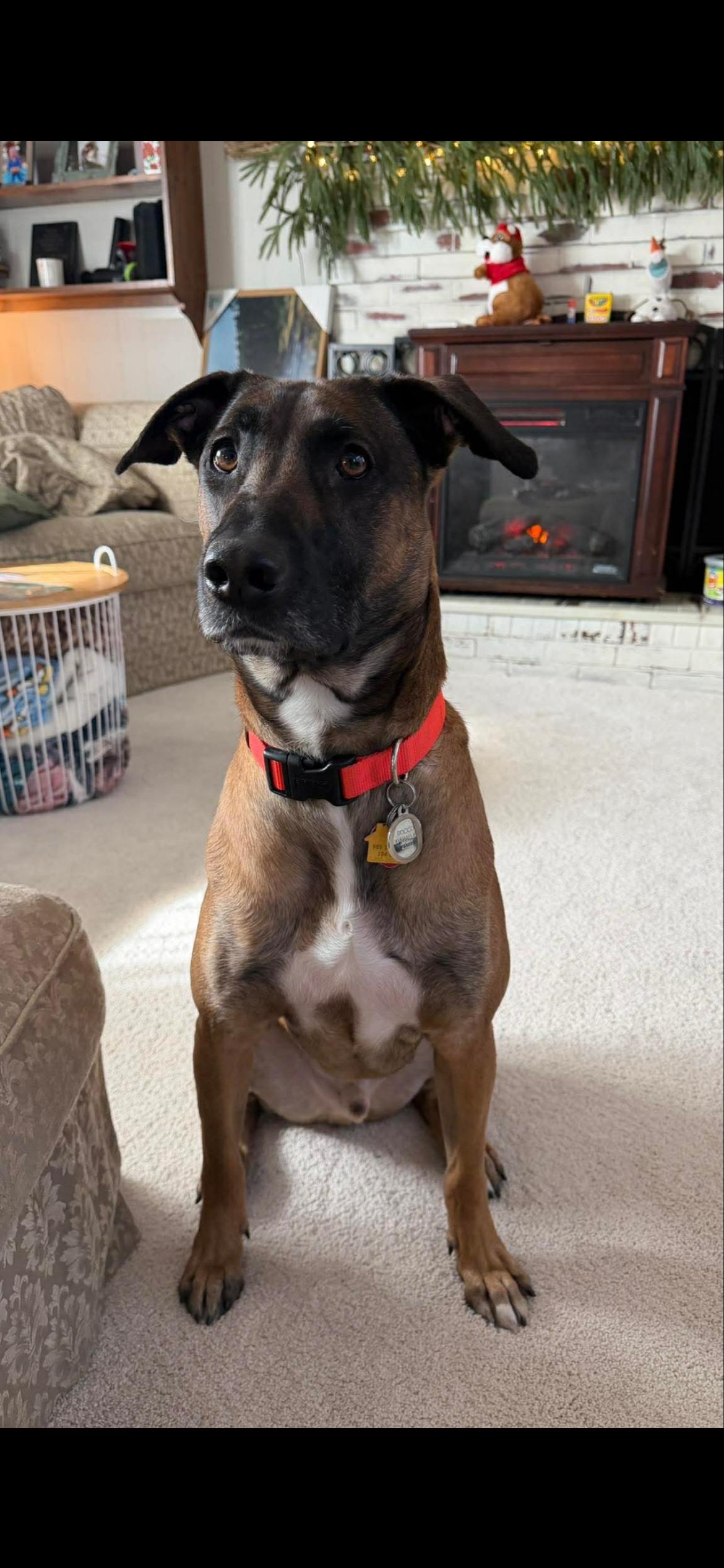 Rocco, a ADOPTABLE mixed breed in Virginia Beach, VA image 3/3