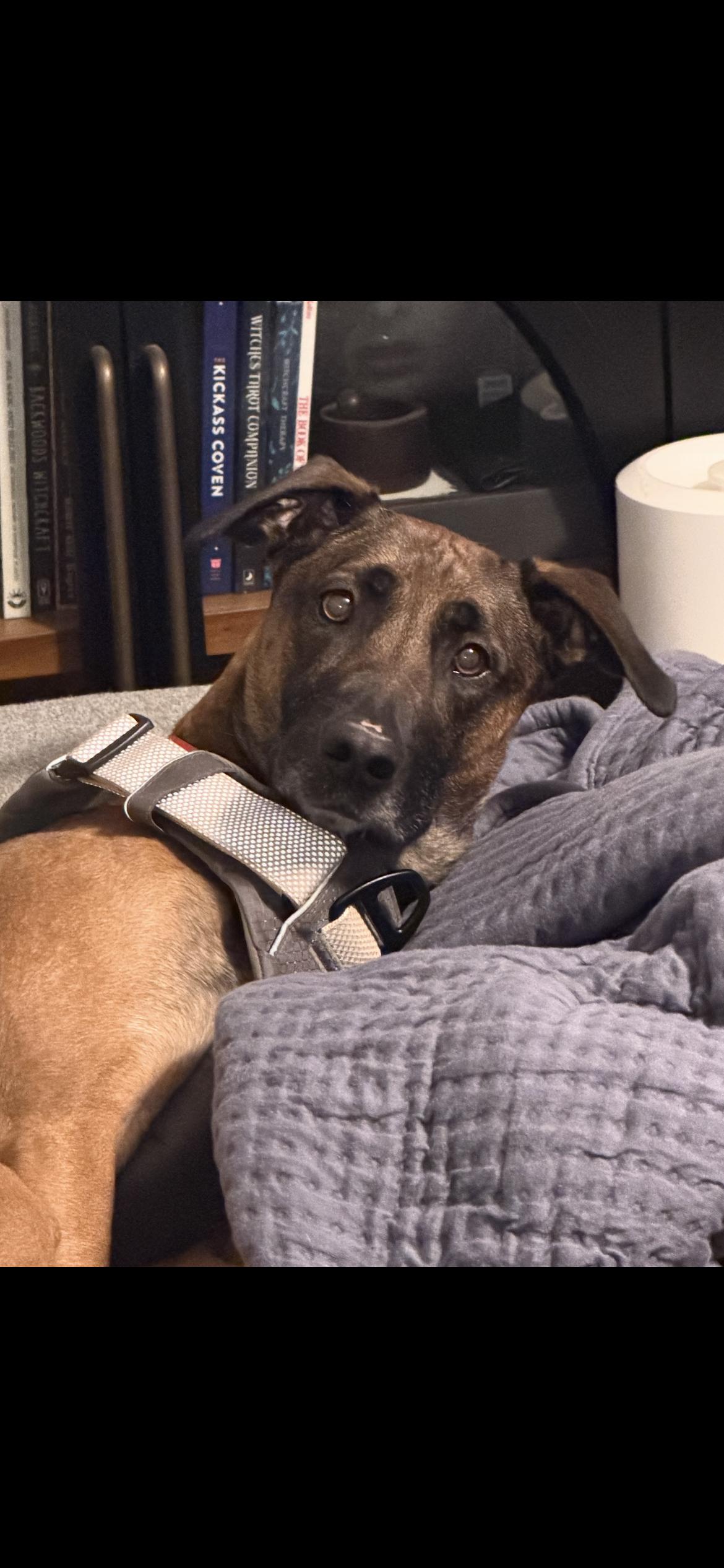 Rocco, a ADOPTABLE mixed breed in Virginia Beach, VA image 2/3