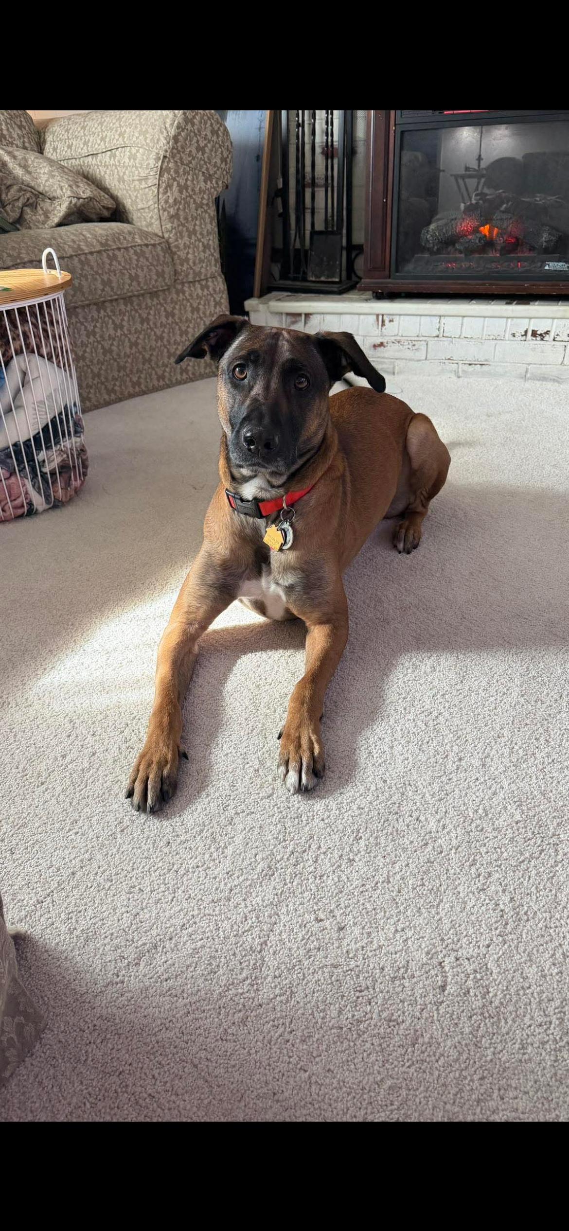Rocco, ADOPTABLE, Adult Male Doberman Pinscher & Shepherd.