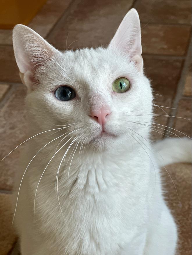 Enlarge Nola, a ADOPTABLE Domestic Short Hair in Rochester, NY image 1/5