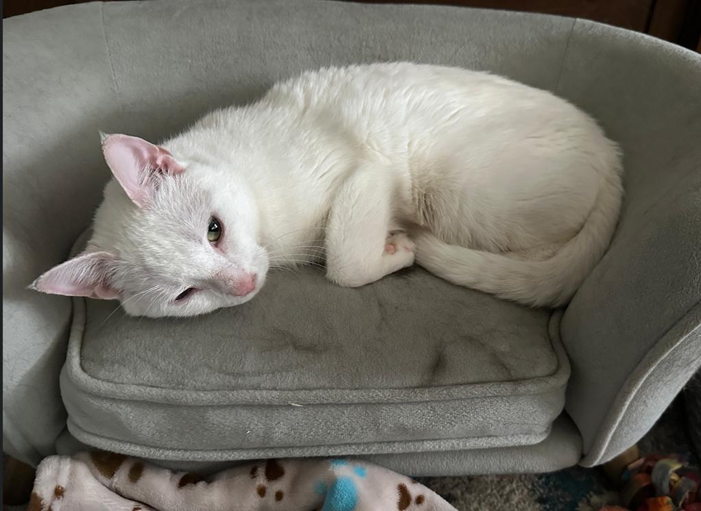 Enlarge Nola, a ADOPTABLE Domestic Short Hair in Rochester, NY image 4/5