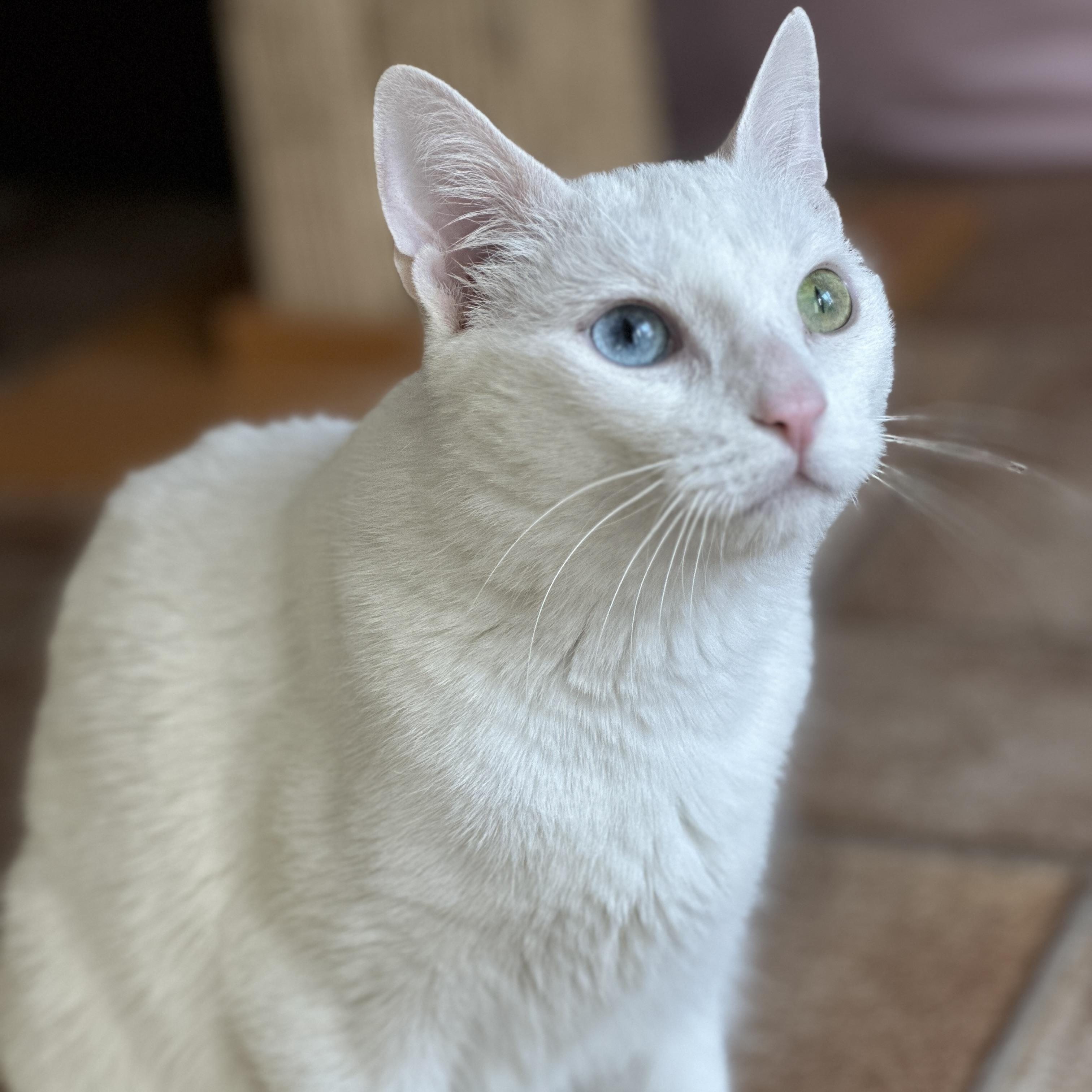 Enlarge Nola, a ADOPTABLE Domestic Short Hair in Rochester, NY image 2/5