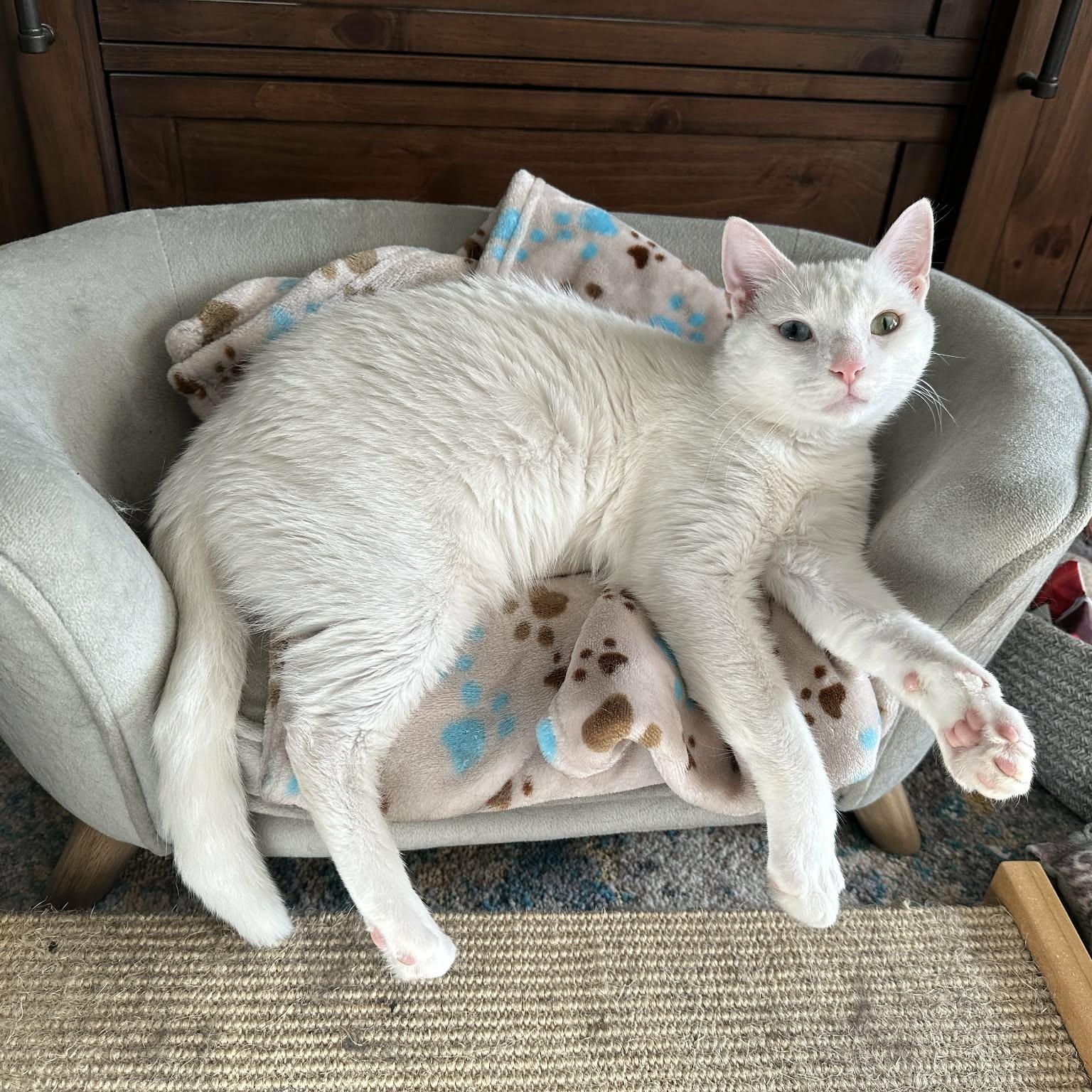 Enlarge Nola, a ADOPTABLE Domestic Short Hair in Rochester, NY image 5/5