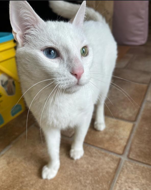 Enlarge Nola, a ADOPTABLE Domestic Short Hair in Rochester, NY image 5/5