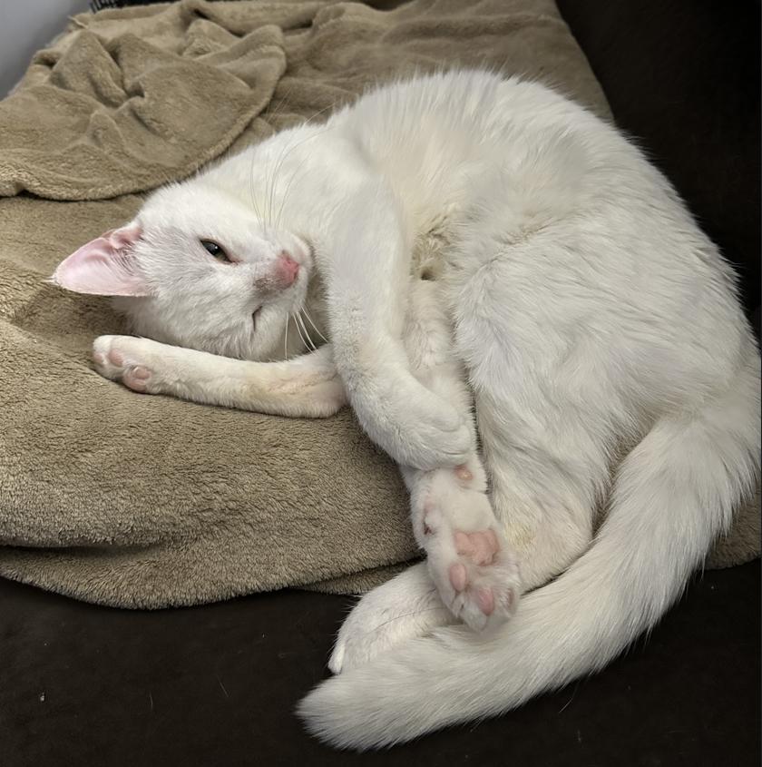 Enlarge Nola, a ADOPTABLE Domestic Short Hair in Rochester, NY image 3/5