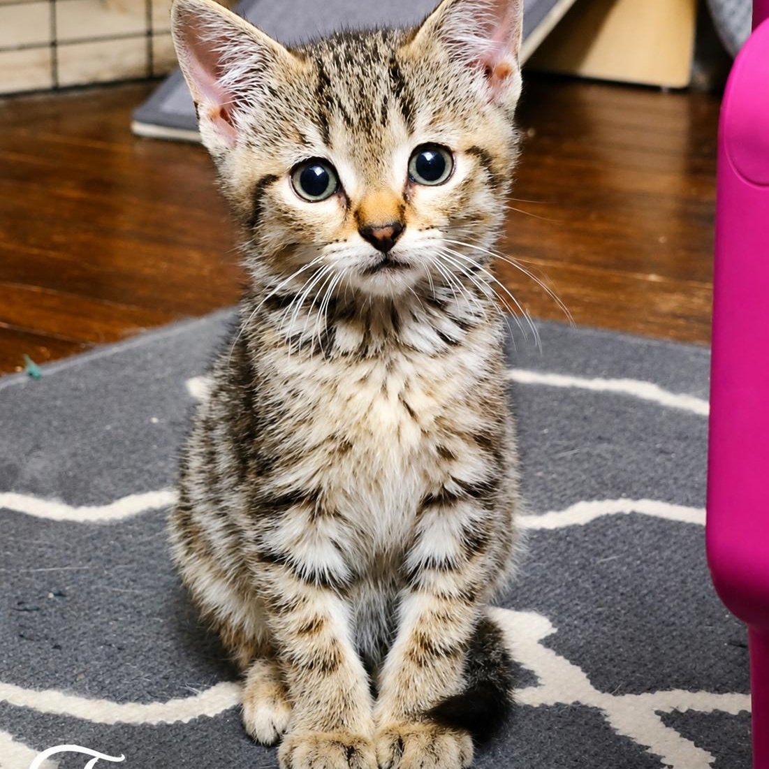 Enlarge Tiggy, a ADOPTABLE Domestic Short Hair in West Orange, NJ image 3/3