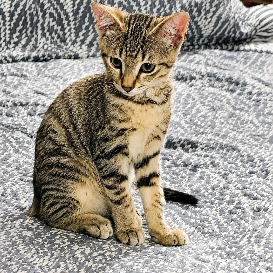 Enlarge Tiggy, a ADOPTABLE Domestic Short Hair in West Orange, NJ image 2/3