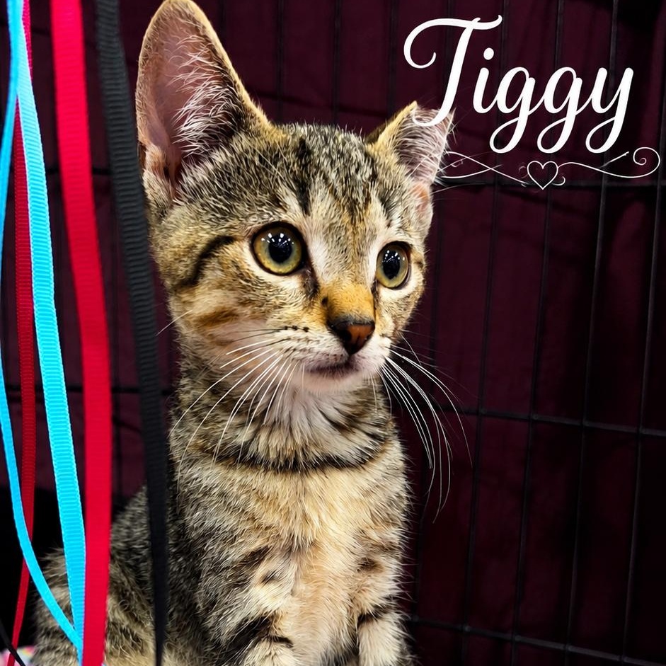 Enlarge Tiggy, a ADOPTABLE Domestic Short Hair in West Orange, NJ image 1/3