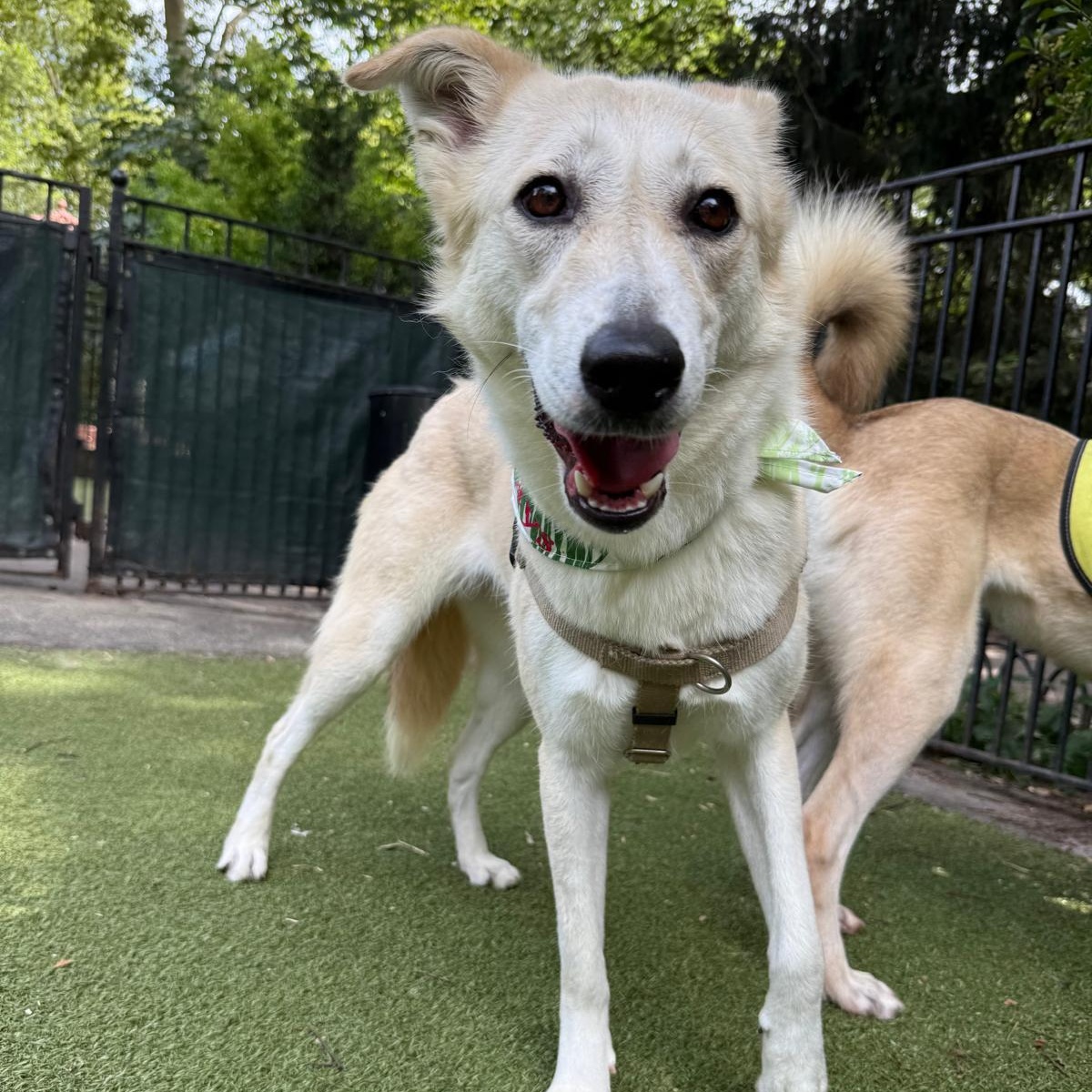 Prima, a Adoptable mixed breed in Hackettstown, NJ image 5/6