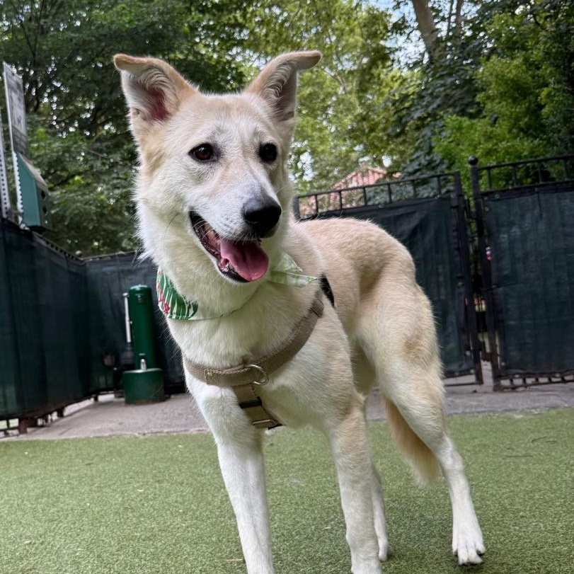 Prima, Adoptable, Adult Female Canaan Dog.