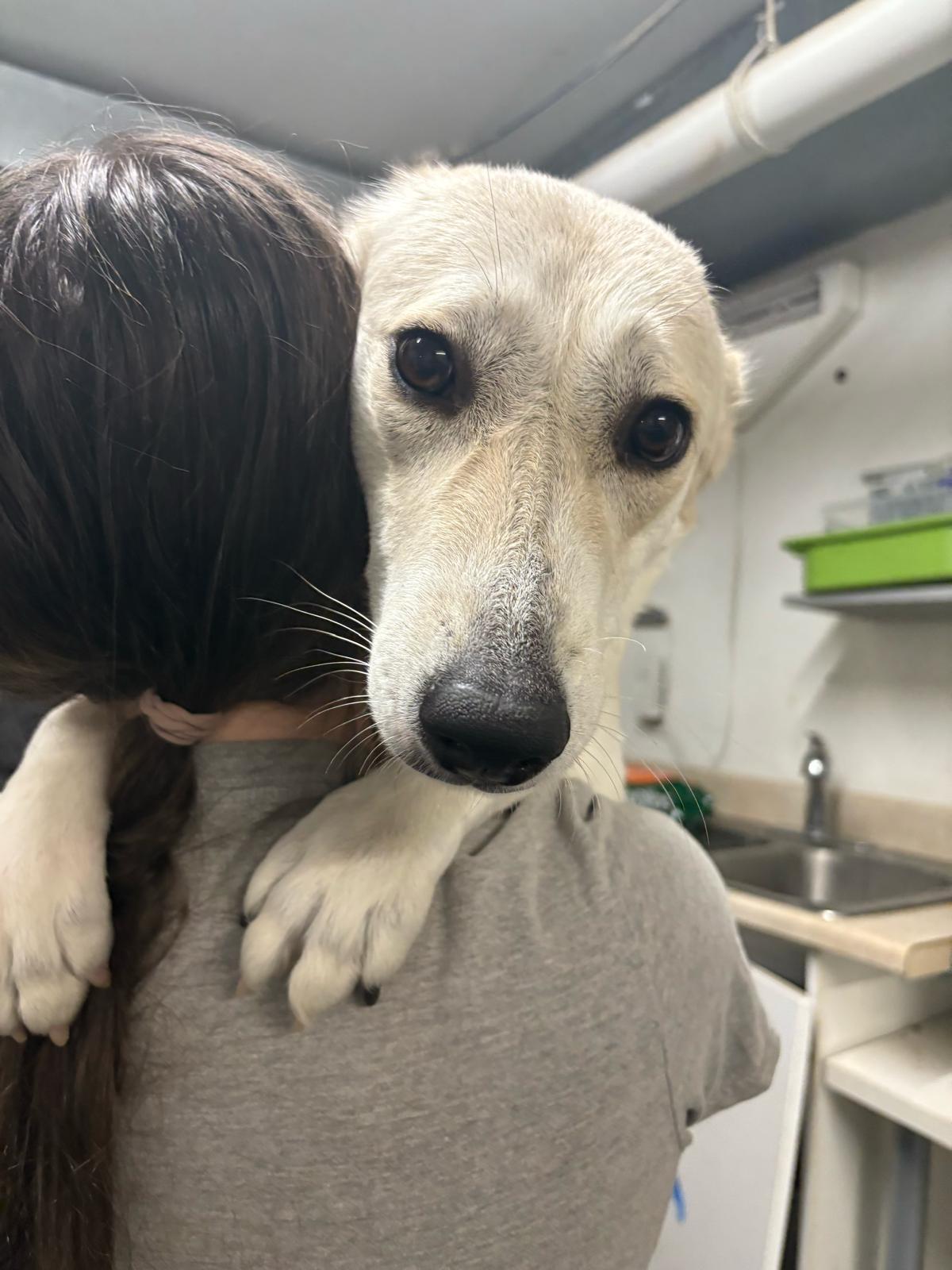 Prima, a Adoptable mixed breed in Hackettstown, NJ image 4/6