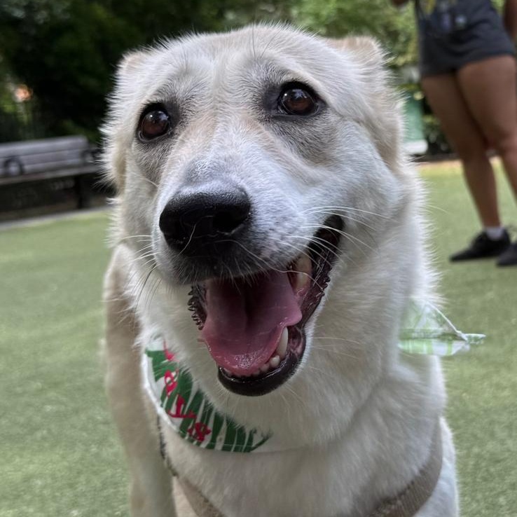 Prima, a Adoptable mixed breed in Hackettstown, NJ image 2/6