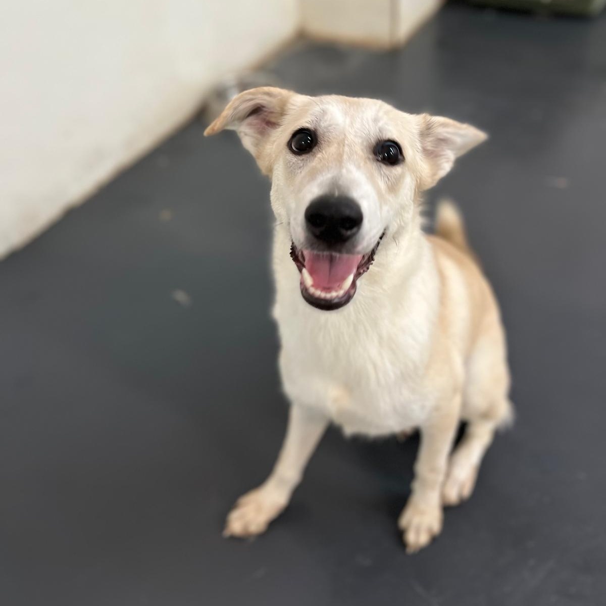 Prima, a Adoptable mixed breed in Hackettstown, NJ image 6/6