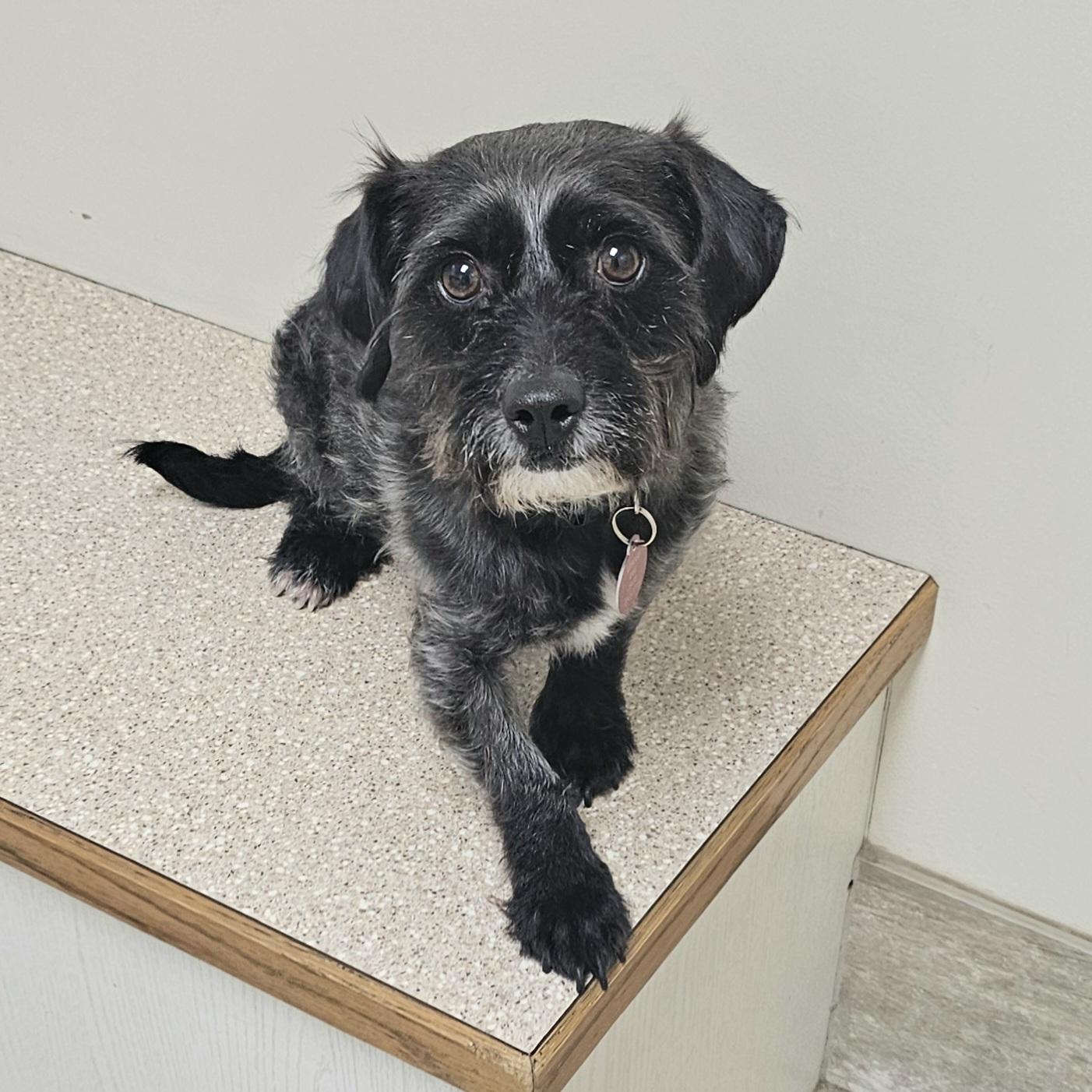 Enlarge SMOKEY, an adopted mixed breed in Fenton, MI image 3/6