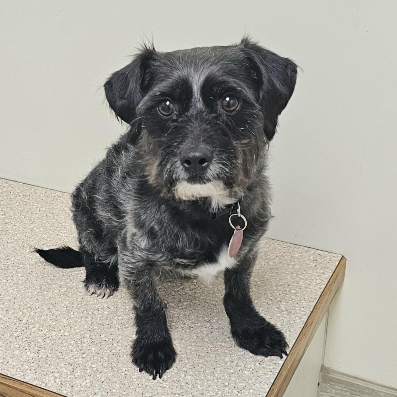 Enlarge SMOKEY, an adopted mixed breed in Fenton, MI image 1/6