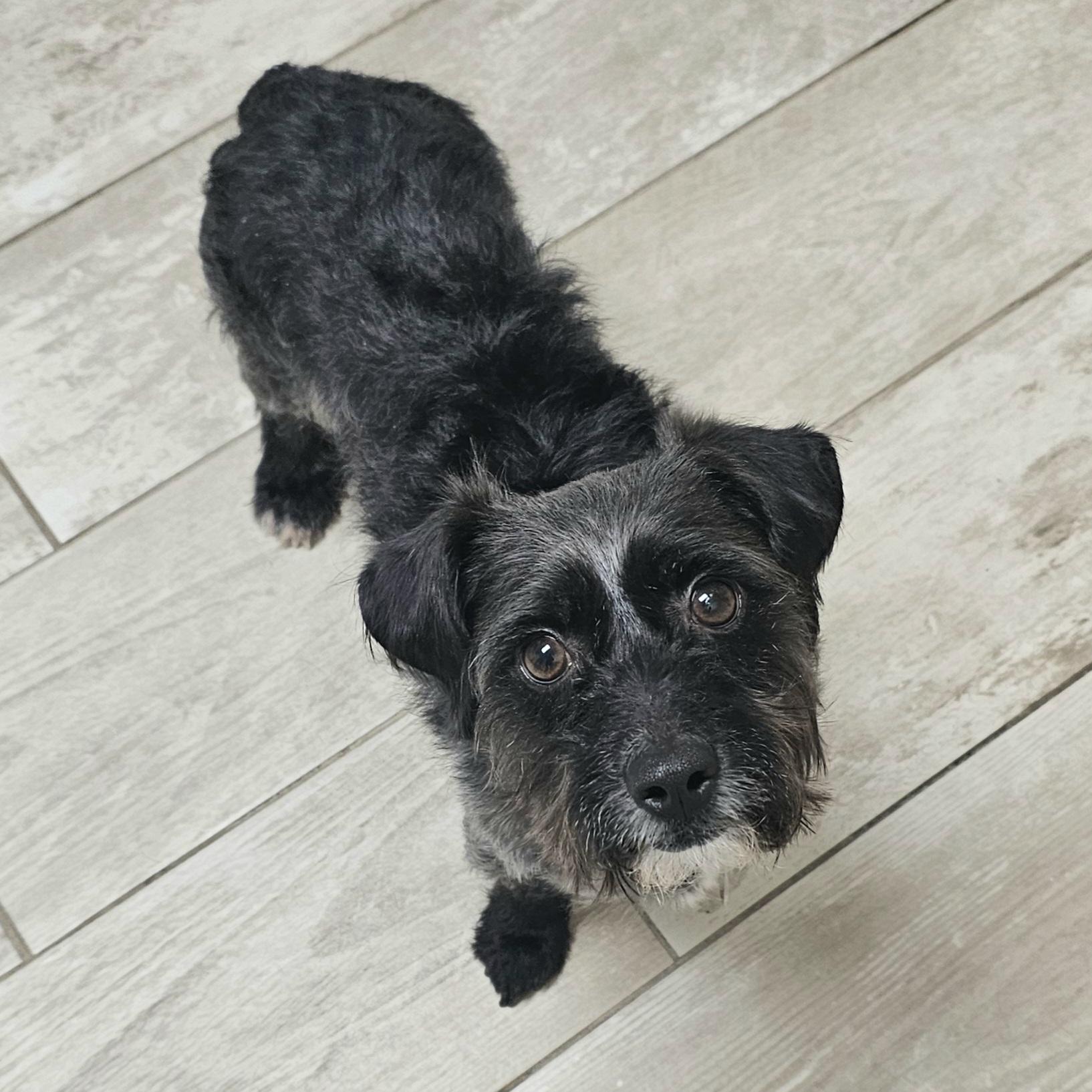 Enlarge SMOKEY, an adopted mixed breed in Fenton, MI image 4/6