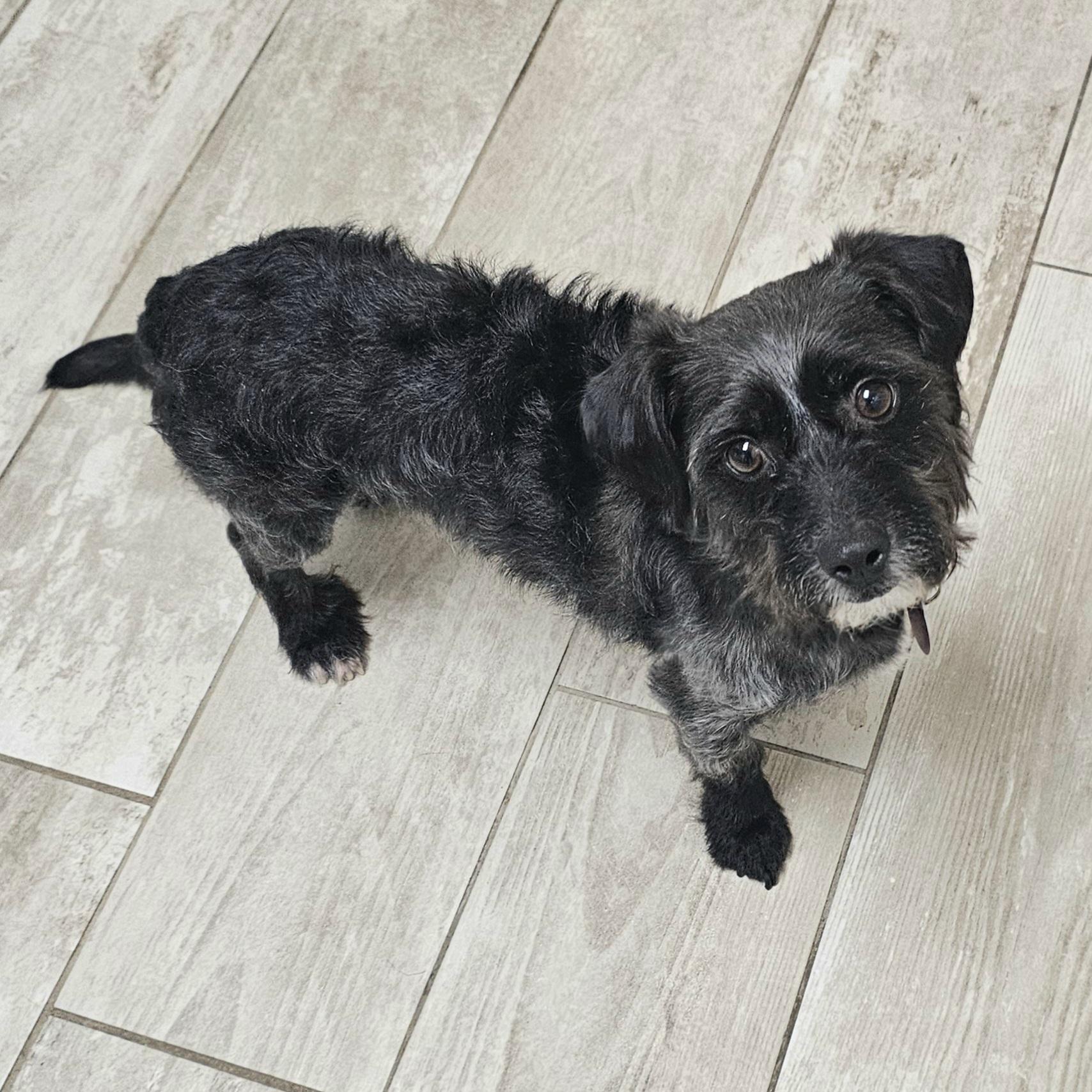 Enlarge SMOKEY, an adopted mixed breed in Fenton, MI image 2/6