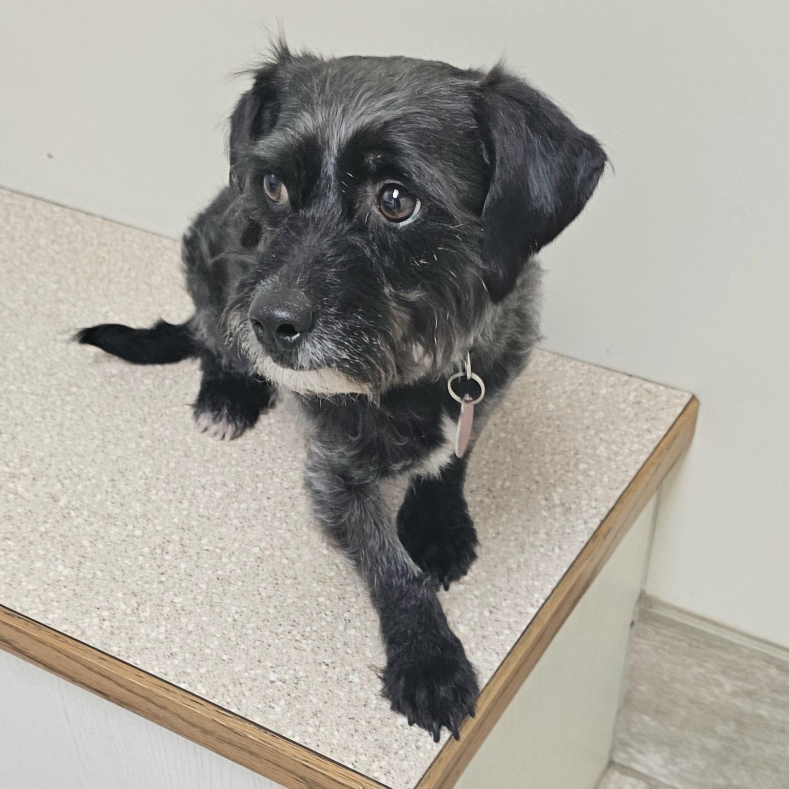 Enlarge SMOKEY, an adopted mixed breed in Fenton, MI image 5/6