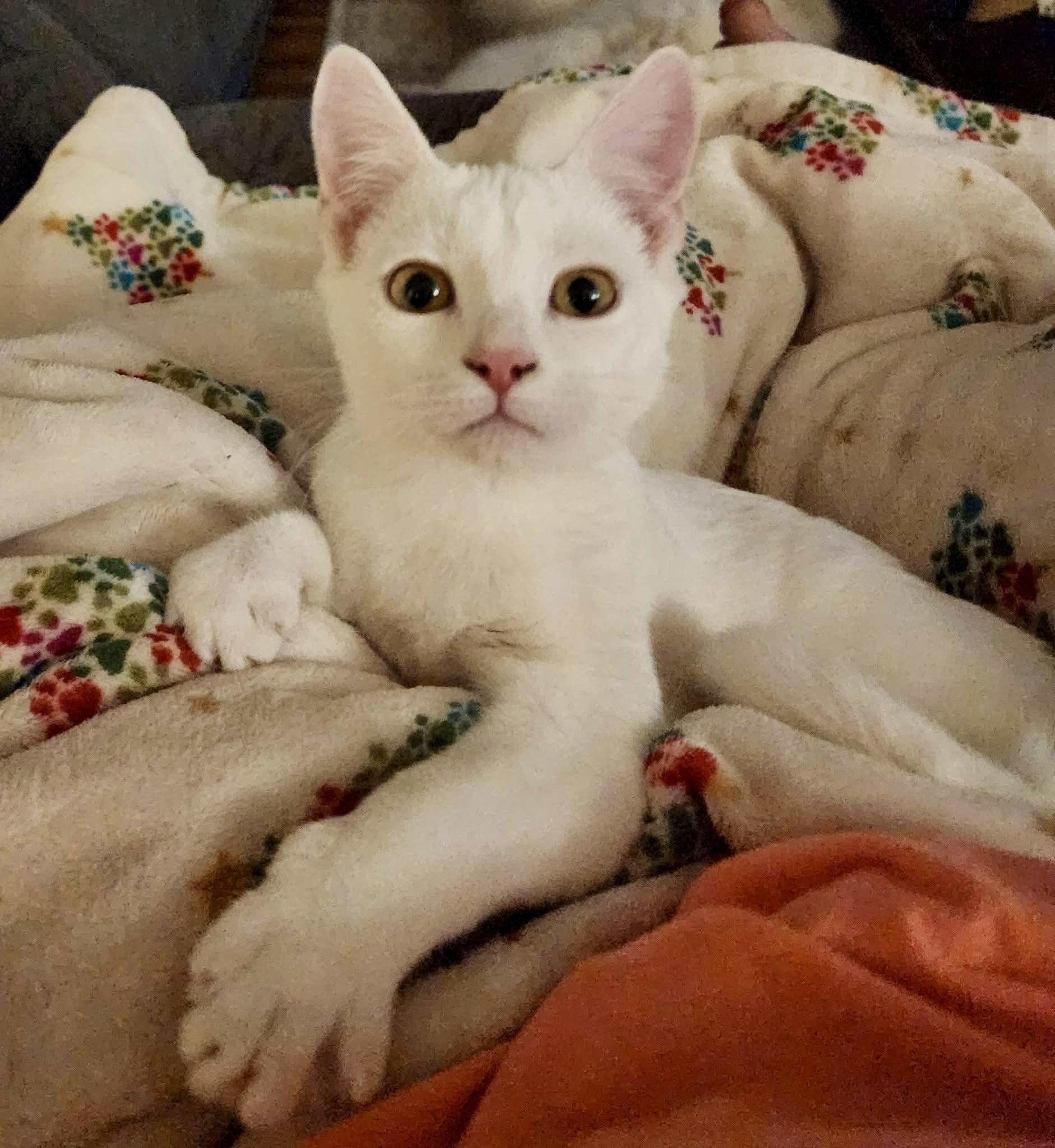 Enlarge Irie, a Adoptable Domestic Short Hair in Tallahassee, FL image 2/5