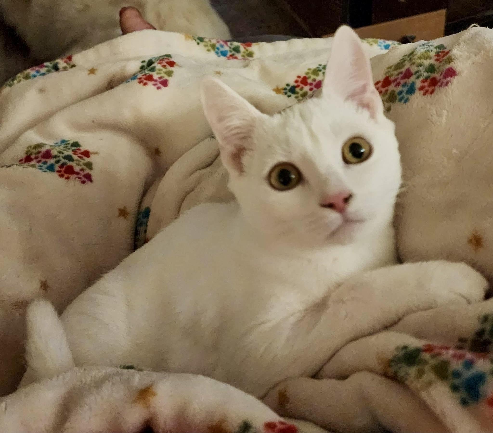 Enlarge Irie, a Adoptable Domestic Short Hair in Tallahassee, FL image 1/5
