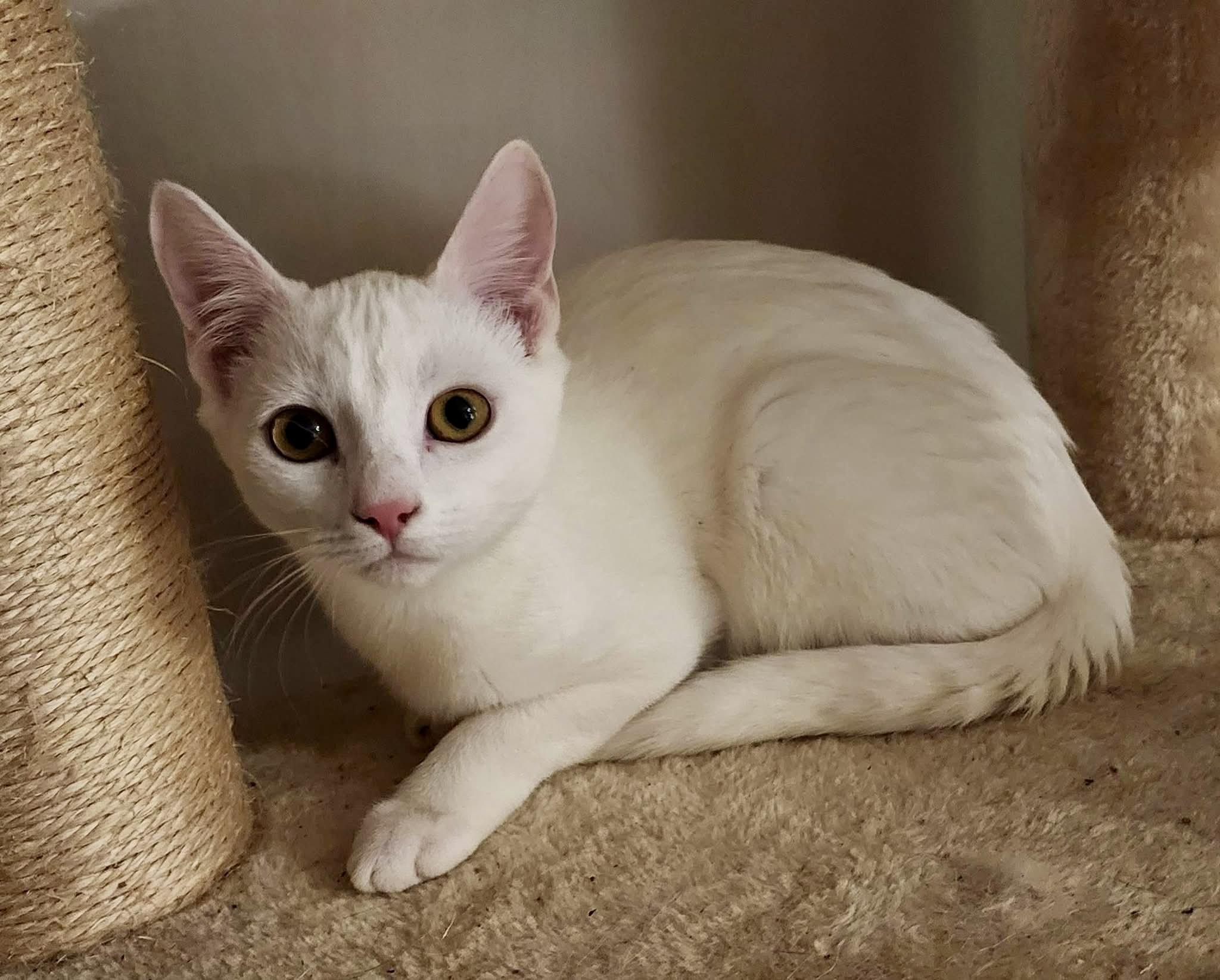 Enlarge Irie, a Adoptable Domestic Short Hair in Tallahassee, FL image 4/5
