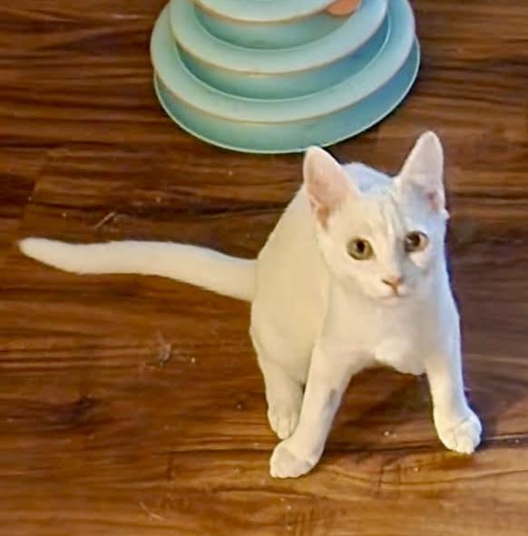 Enlarge Irie, a Adoptable Domestic Short Hair in Tallahassee, FL image 3/5
