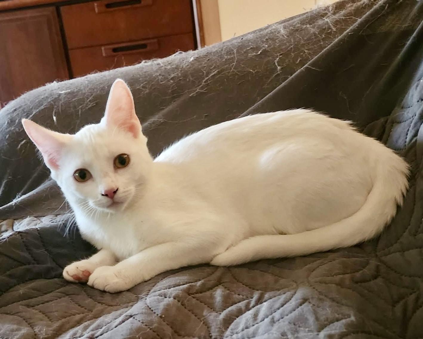 Enlarge Irie, a Adoptable Domestic Short Hair in Tallahassee, FL image 5/5