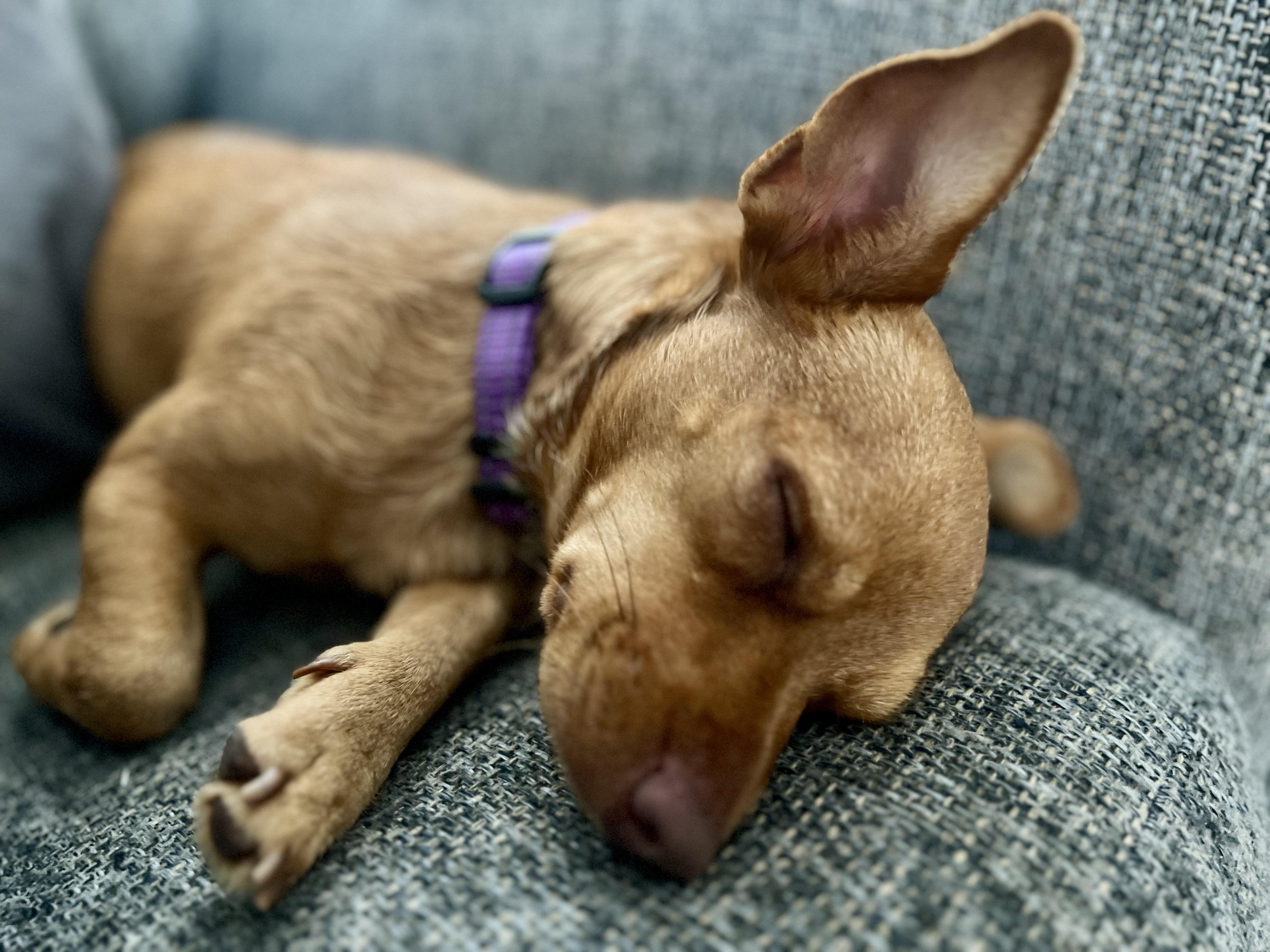 Enlarge Honey, a Adoptable mixed breed in Oswego, IL image 3/4