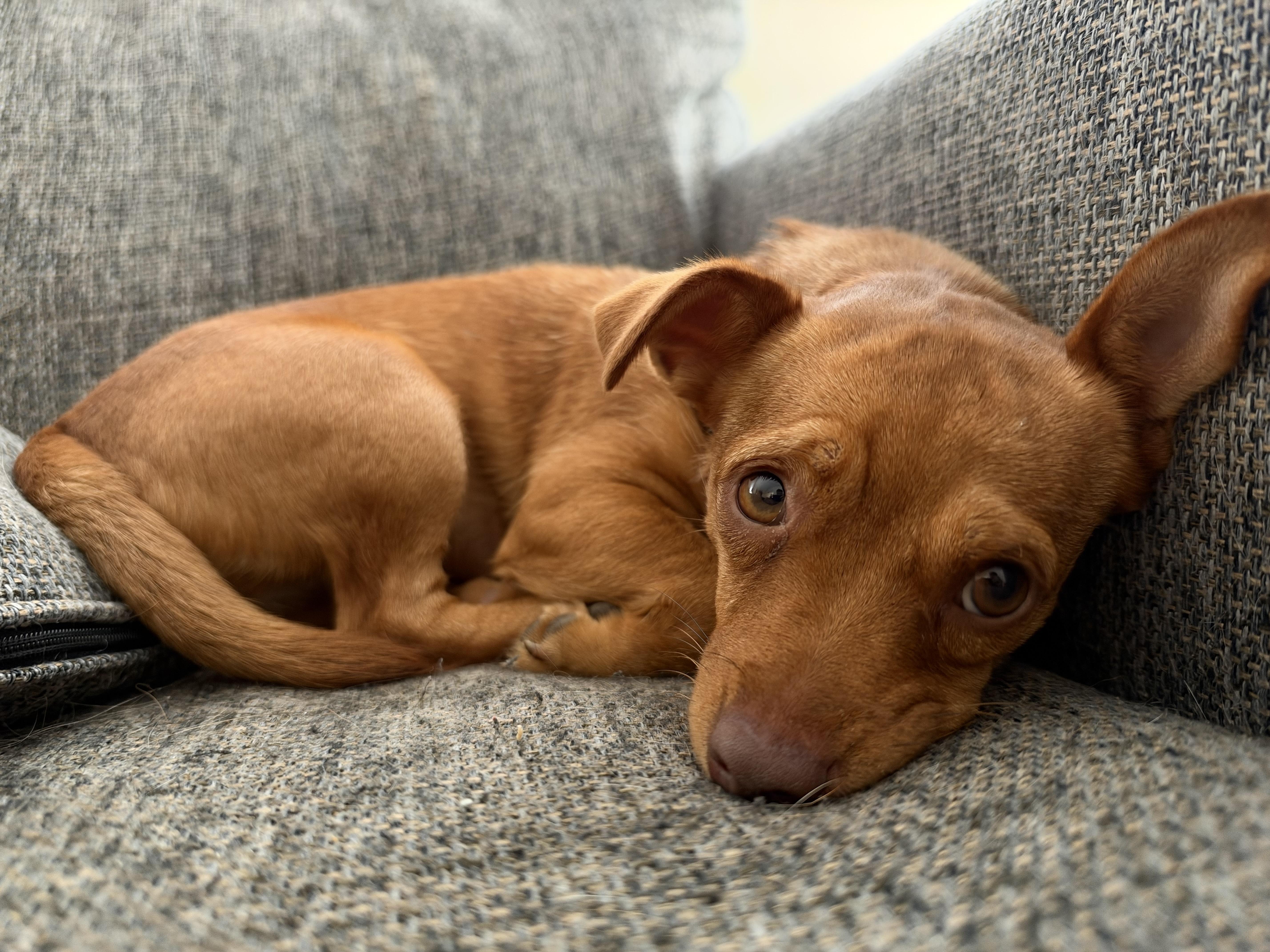 Enlarge Honey, a Adoptable mixed breed in Oswego, IL image 2/4