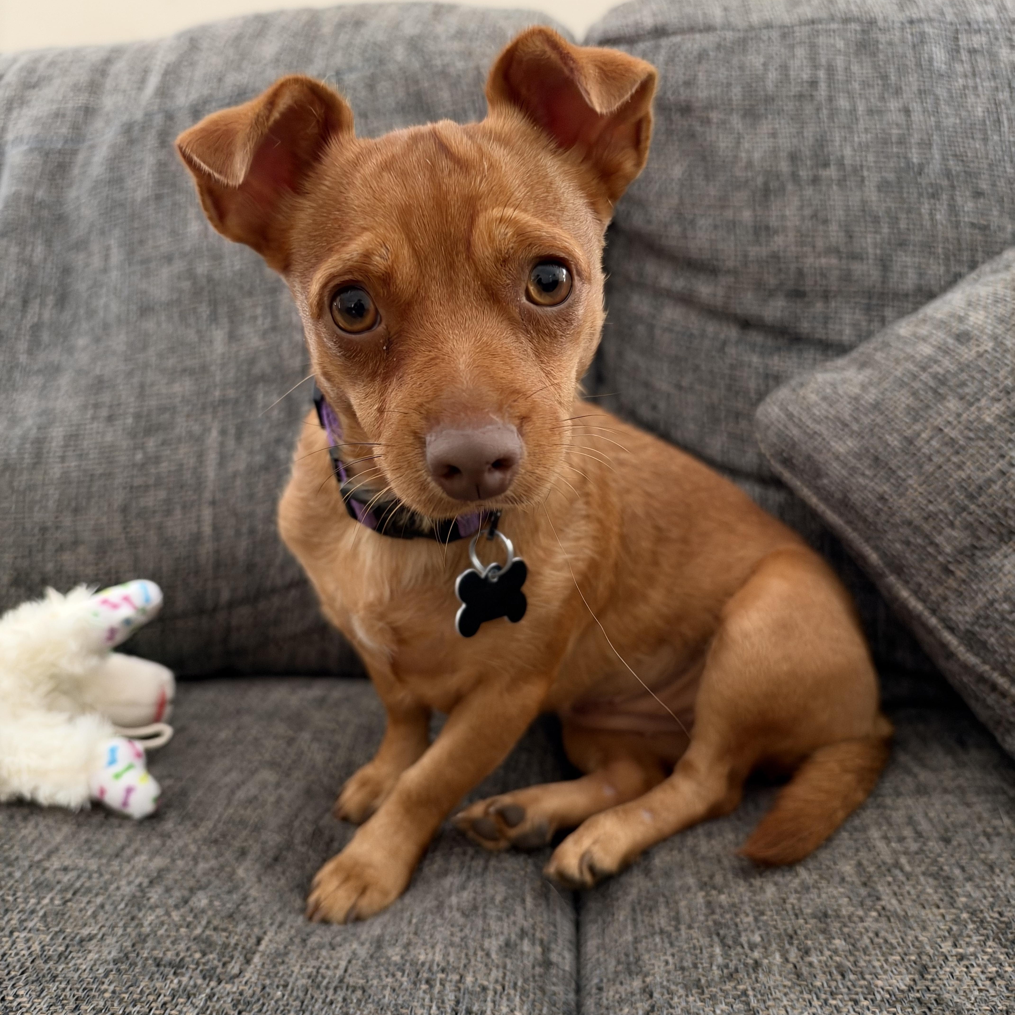 Enlarge Honey, a Adoptable mixed breed in Oswego, IL image 1/4