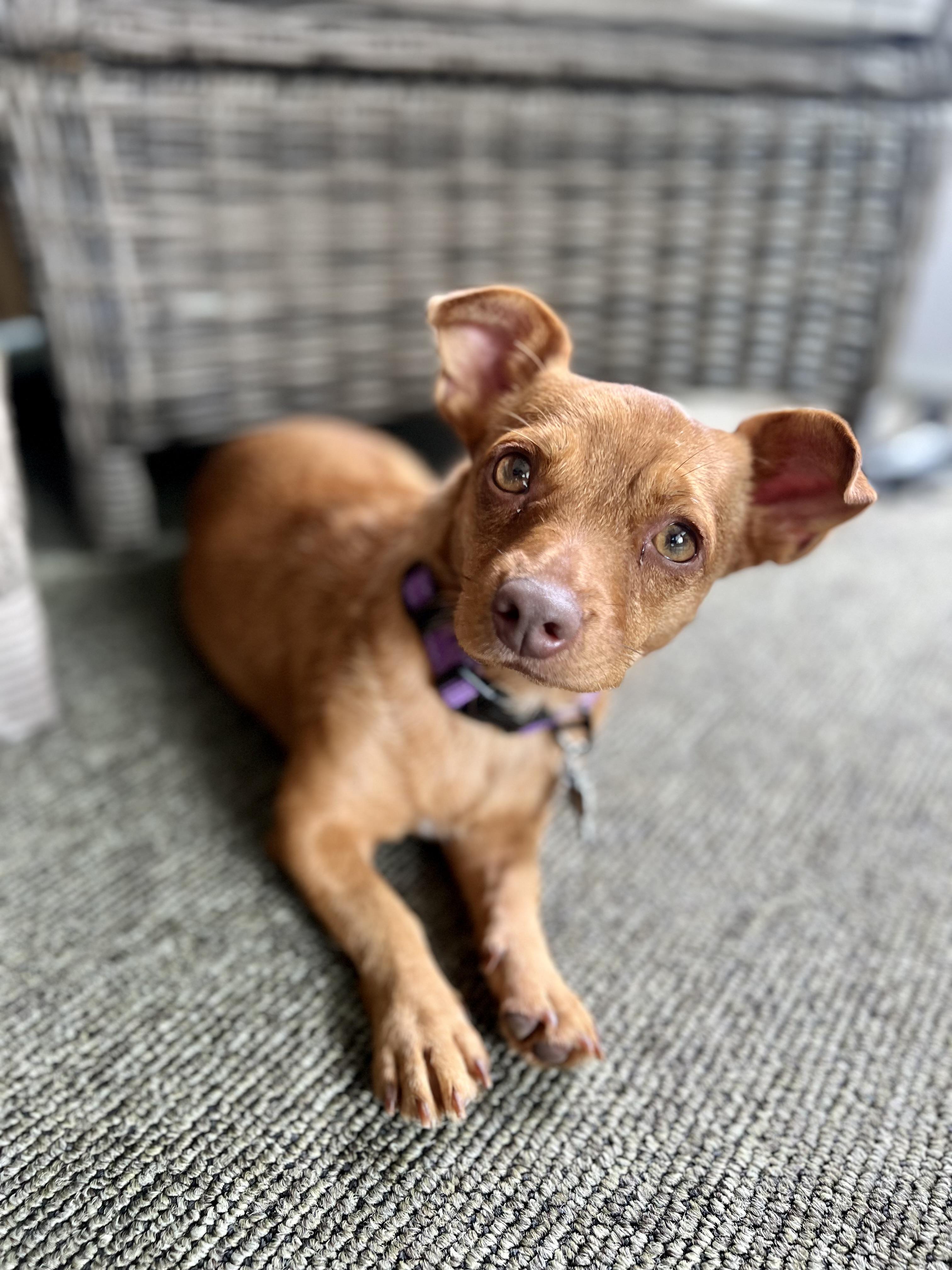 Enlarge Honey, a Adoptable mixed breed in Oswego, IL image 4/4