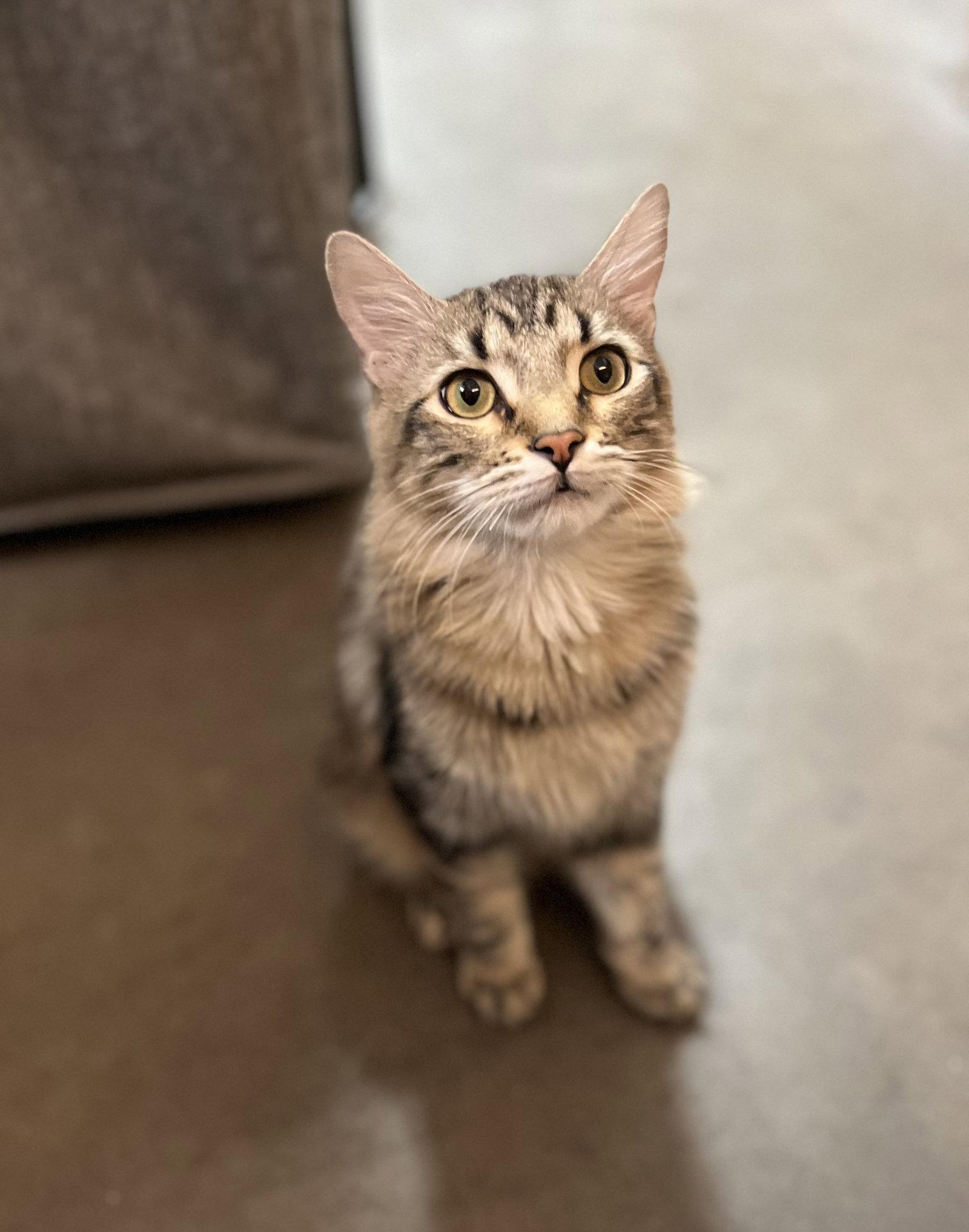 Enlarge Tommy (bonded with Lily), a Adoptable Domestic Medium Hair in Scottsdale, AZ image 2/3