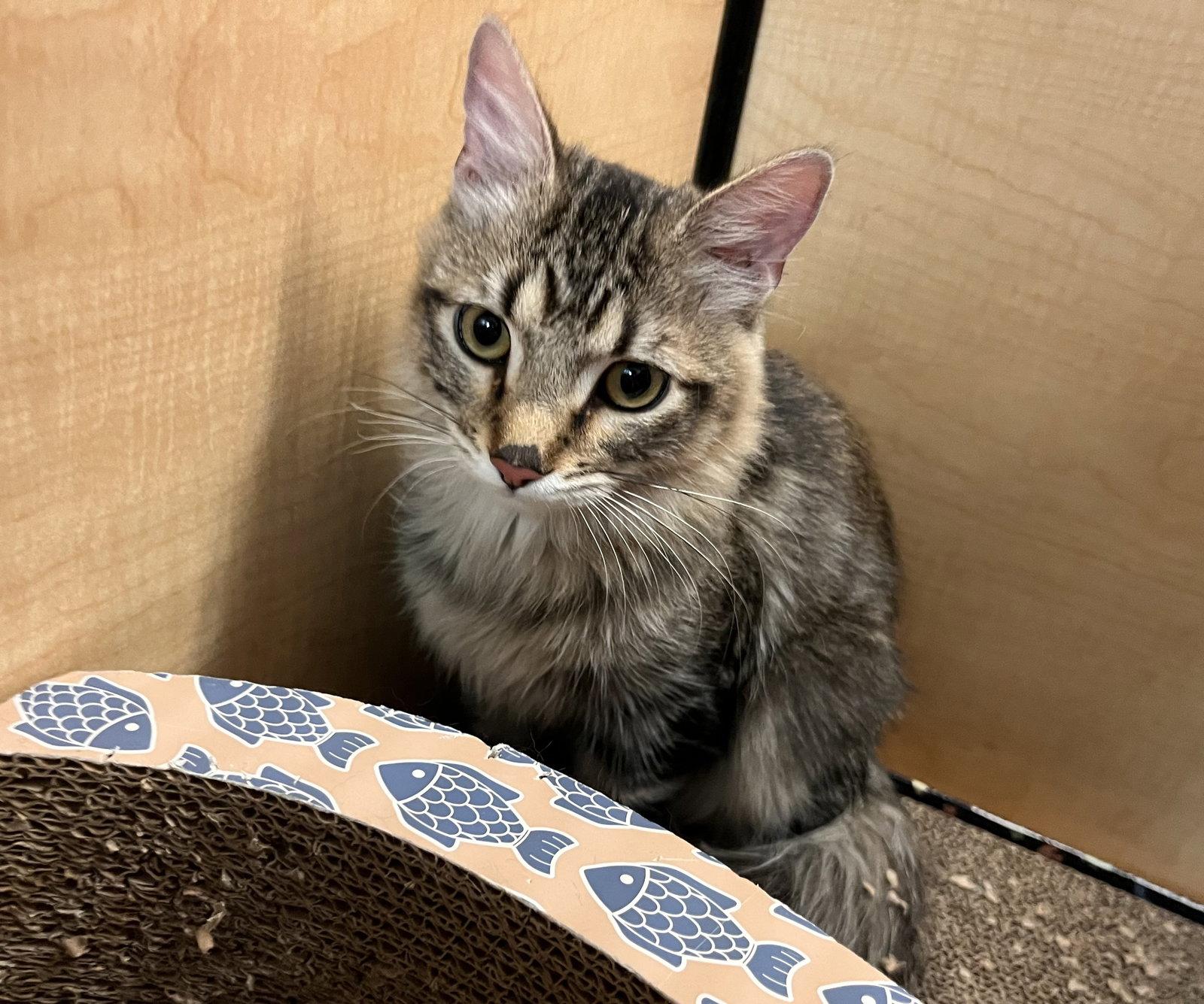 Enlarge Tommy (bonded with Lily), a Adoptable Domestic Medium Hair in Scottsdale, AZ image 3/3
