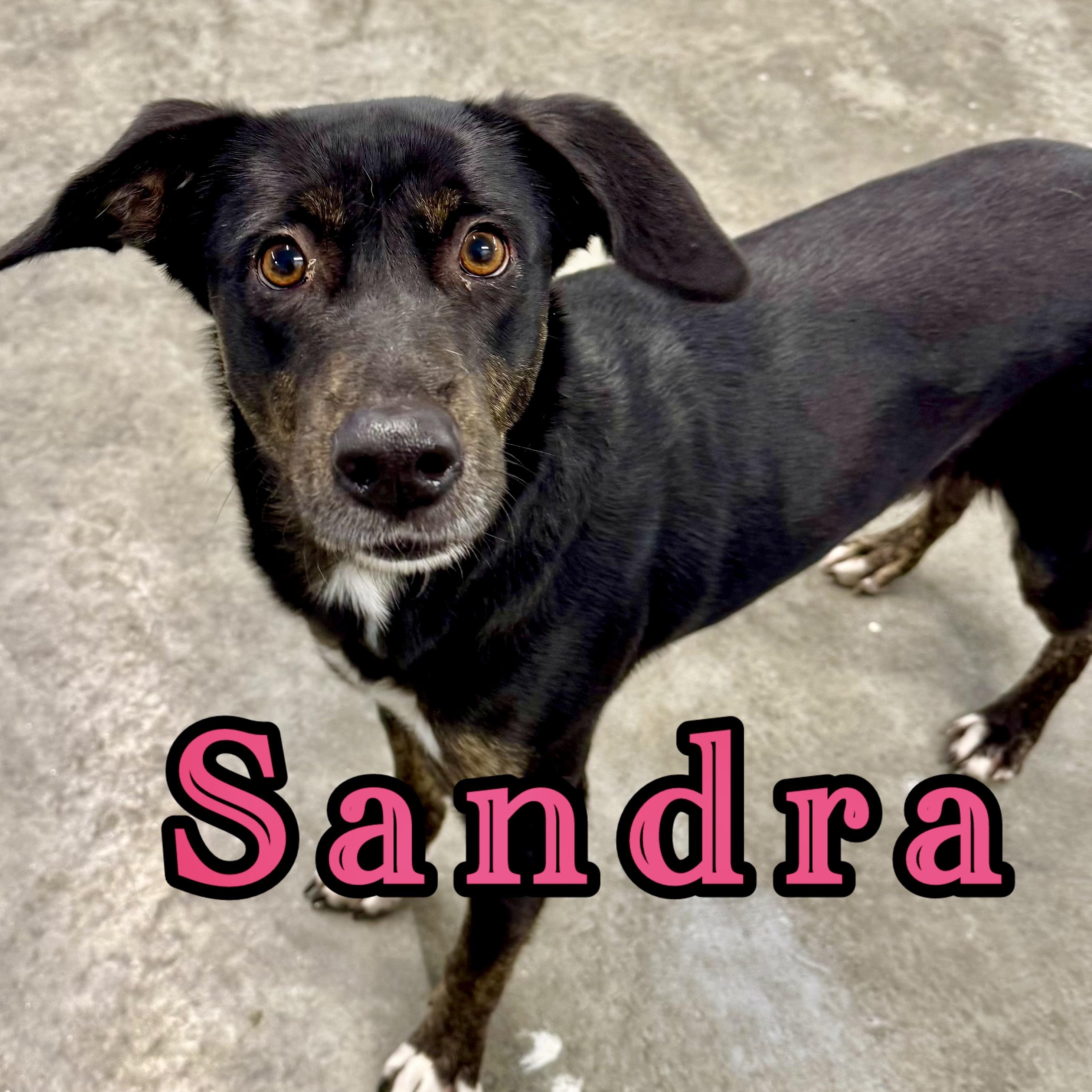 Sandra, ADOPTABLE, Young Female Mixed Breed.