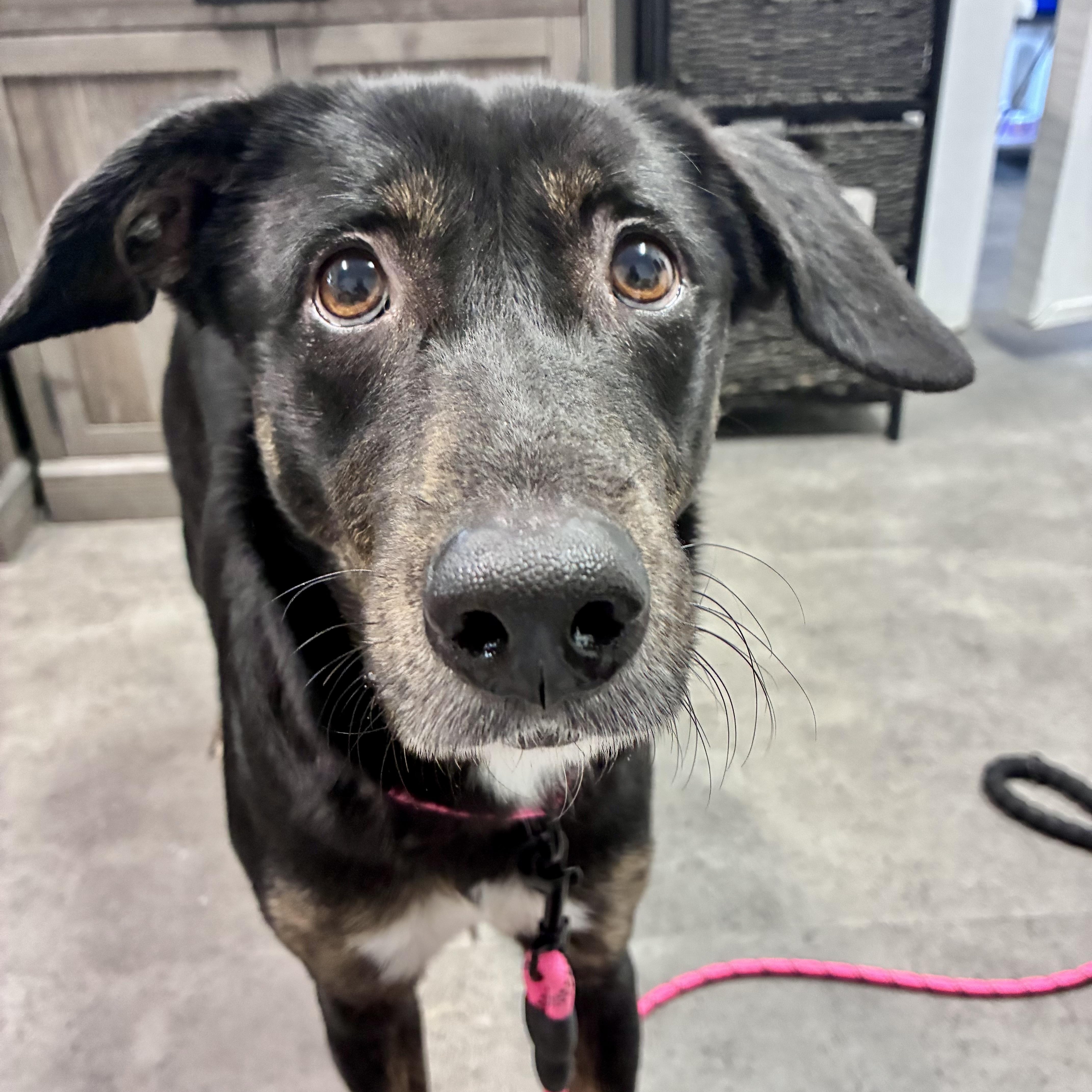 Enlarge Sandra, a ADOPTABLE Mixed Breed in Woburn , MA image 1/6