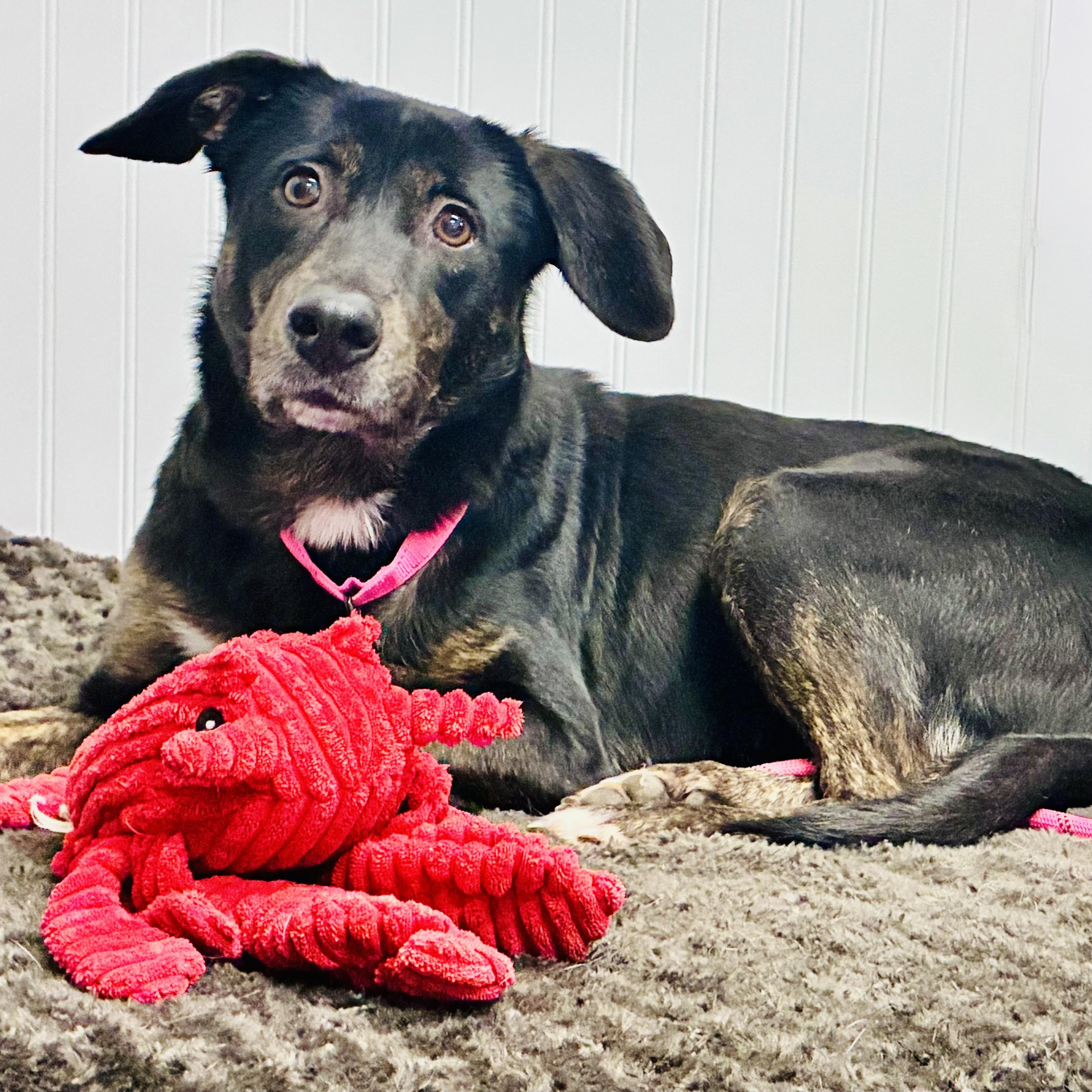 Enlarge Sandra, a ADOPTABLE Mixed Breed in Woburn , MA image 3/6