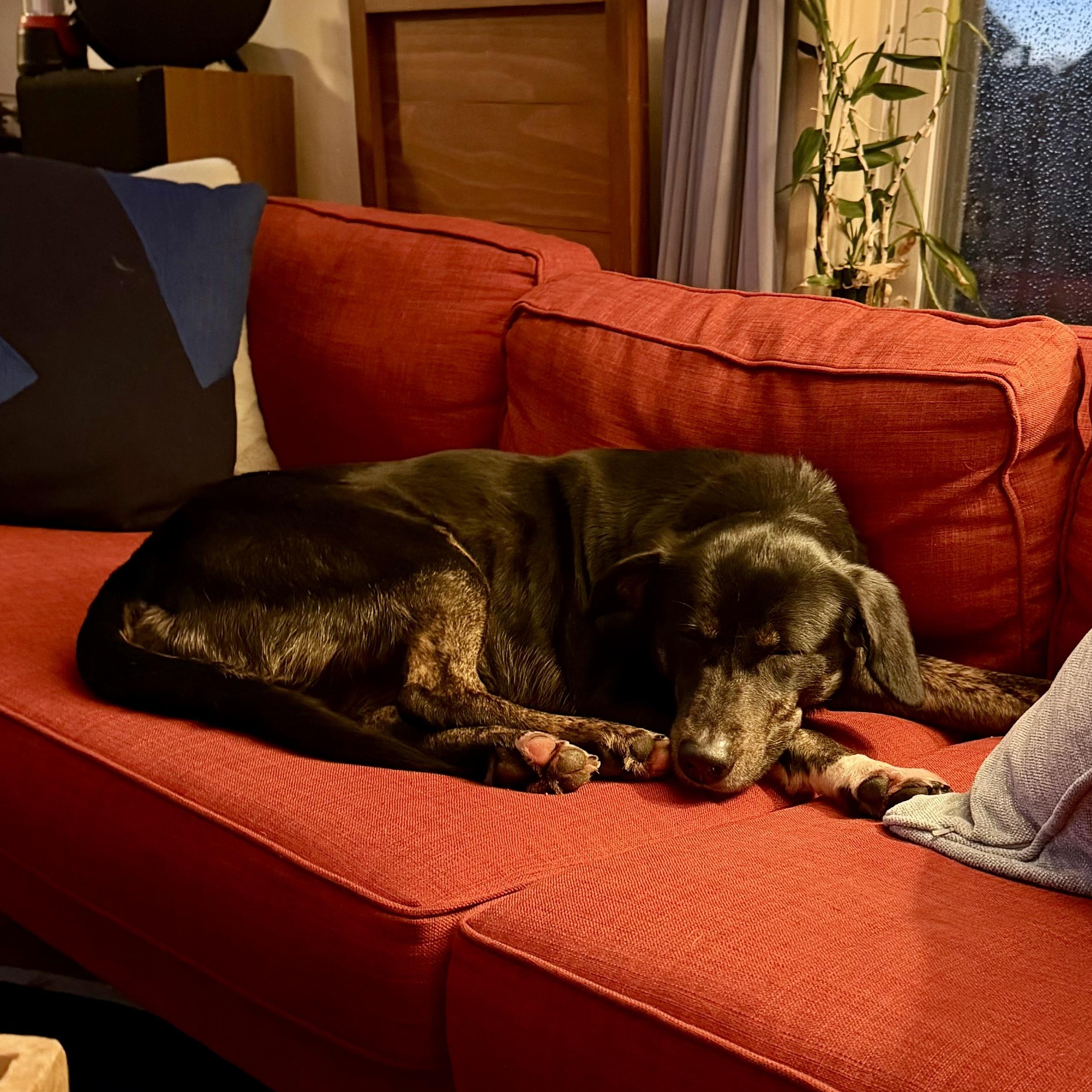 Enlarge Sandra, a ADOPTABLE Mixed Breed in Woburn , MA image 6/6