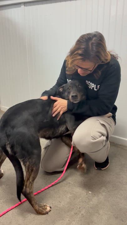 Enlarge Sandra, a ADOPTABLE Mixed Breed in Woburn , MA video 4/6